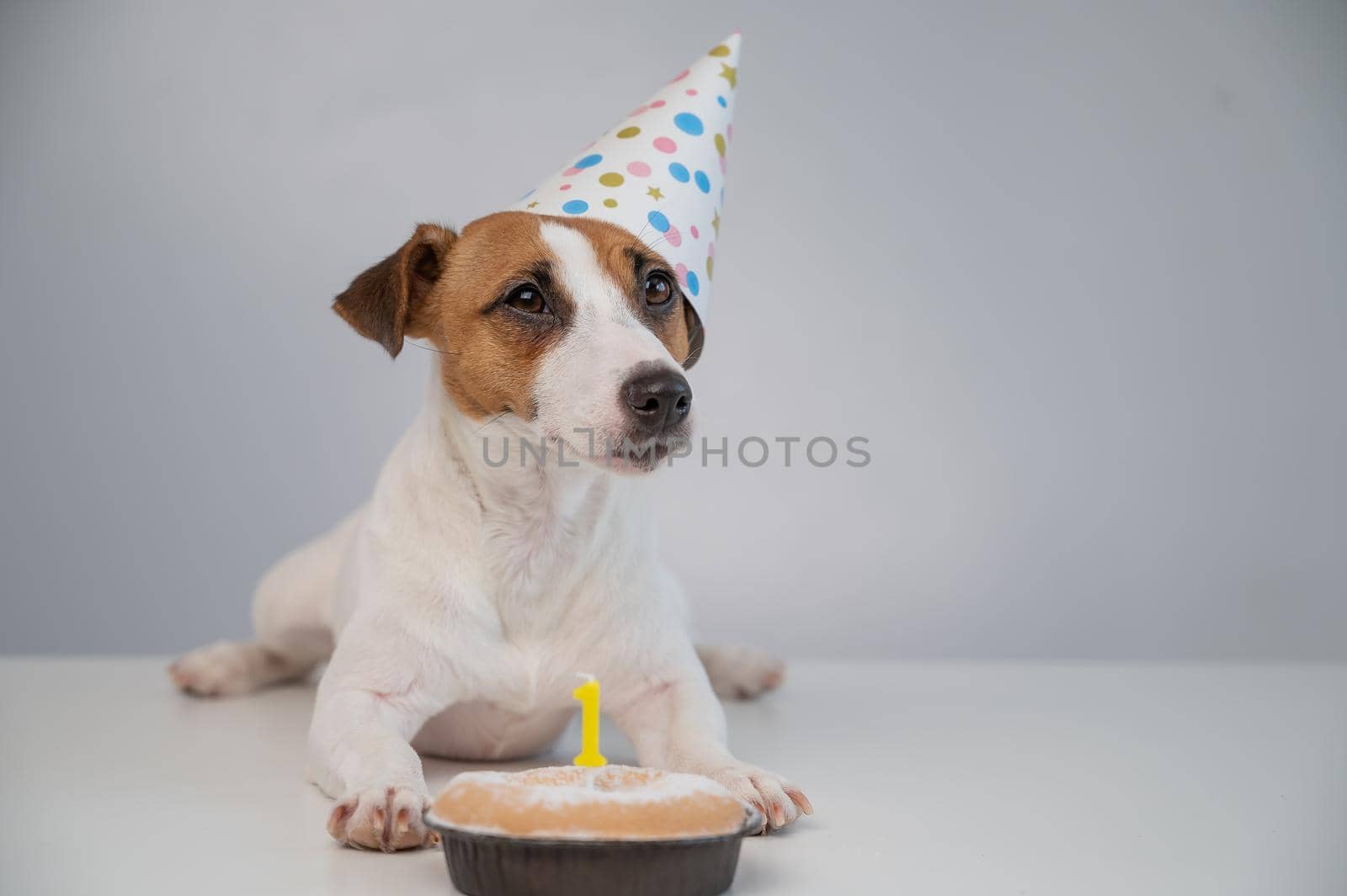 A cute dog in a festive cap sits in front of a cake with a burning candle number one. Jack russell terrier is celebrating his birthday by mrwed54