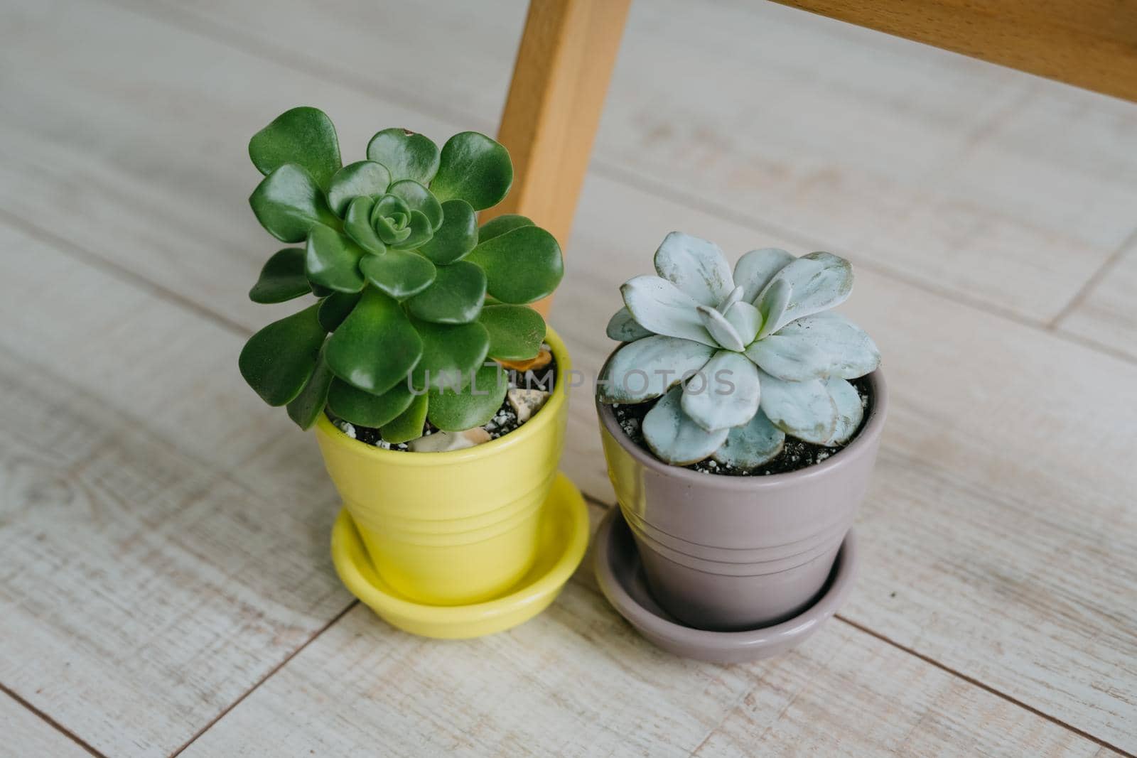 Two pots of succulents are on the floor. Grey and yellow ceramic pots with houseplants. A beautiful succulent in a ceramic pot. Indoor plants.