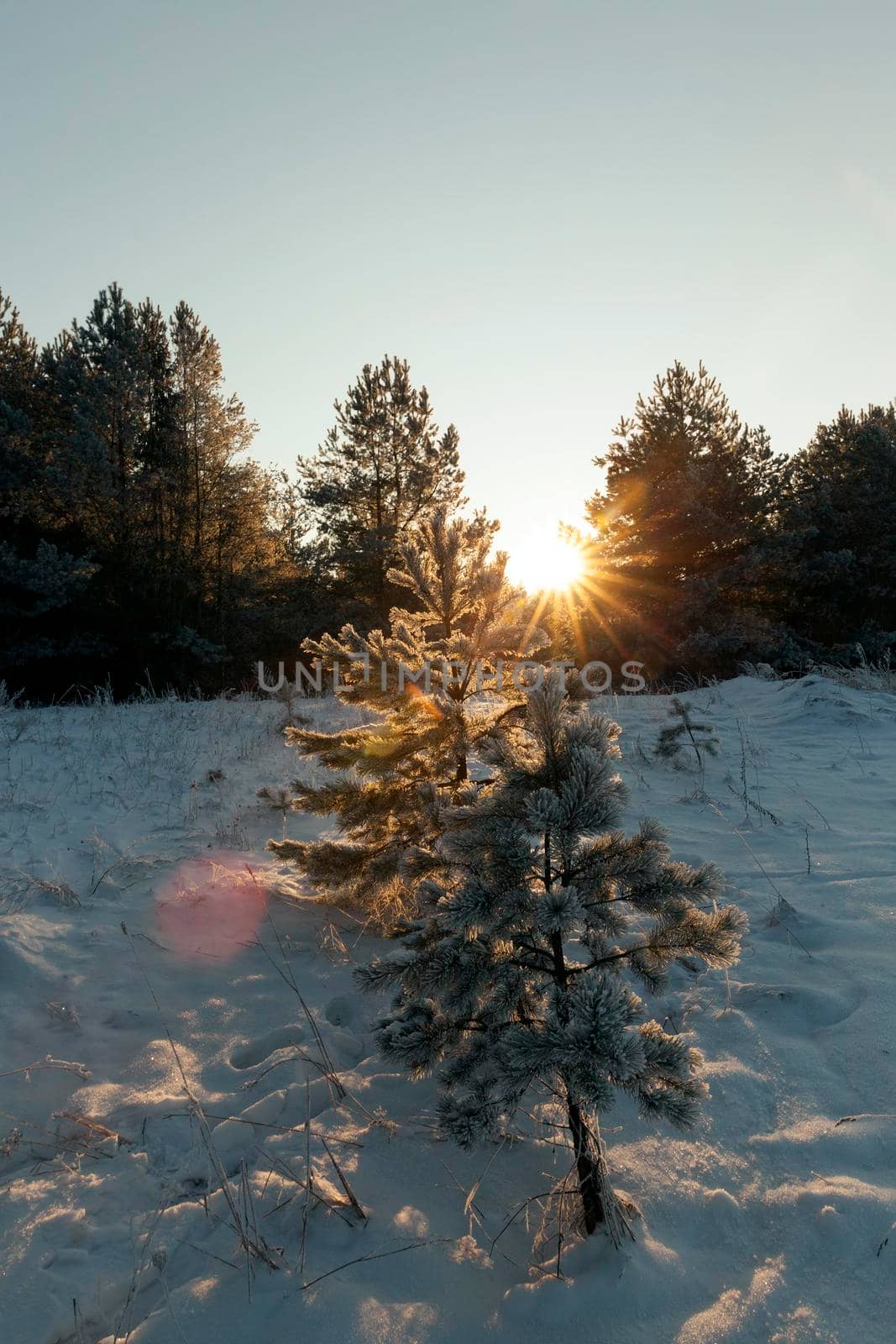 Pine with a frost by avq
