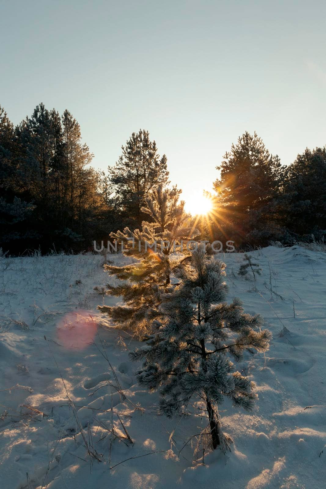 a frost on pine needles after a night frost. A close-up photo. In the background sun at sunset time