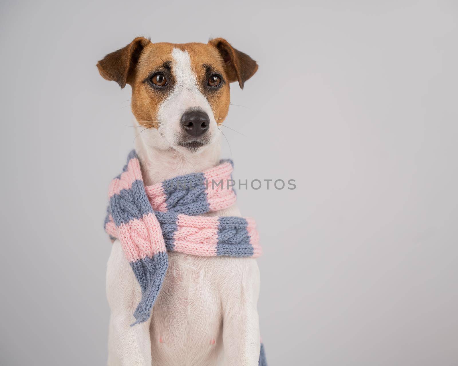 Dog Jack Russell Terrier wearing a knit scarf on a white background