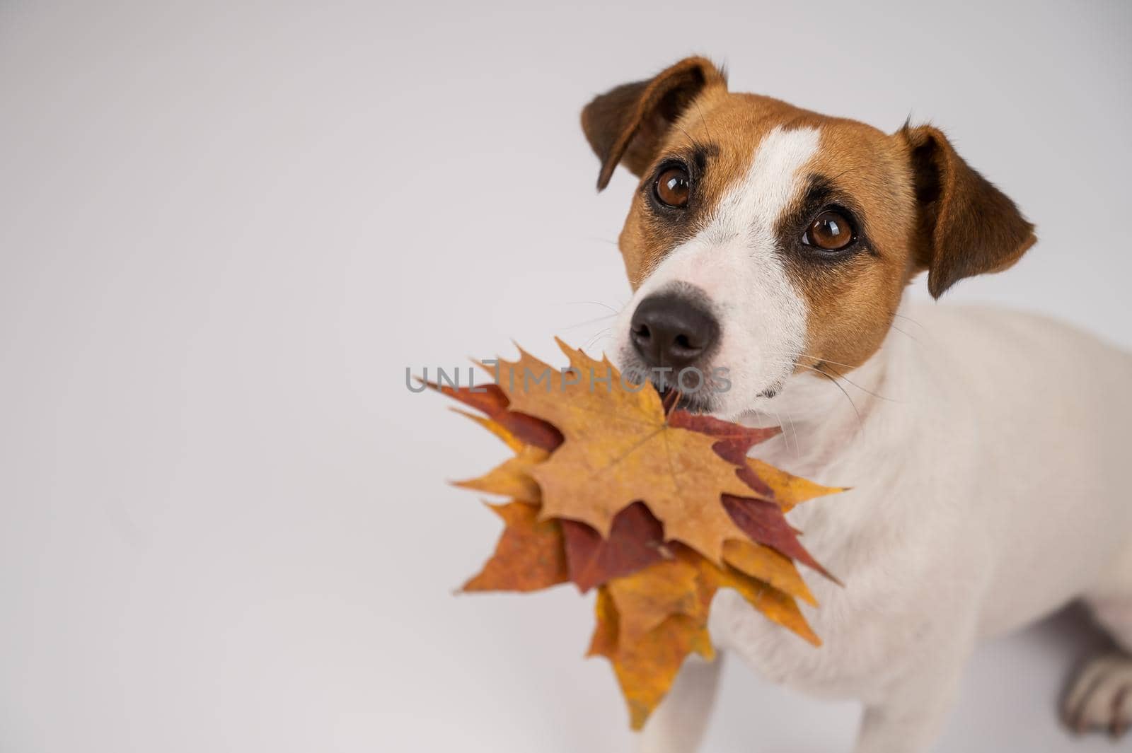 The dog is holding a bunch of maple leaves on a white background. by mrwed54