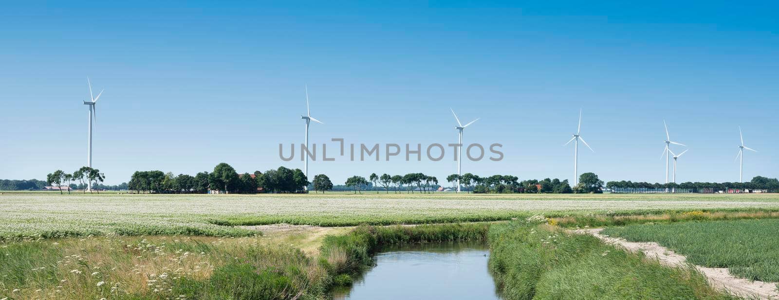 blossoming potatoe field and wind turbines in wieringermeer under blue sky in the netherlands by ahavelaar