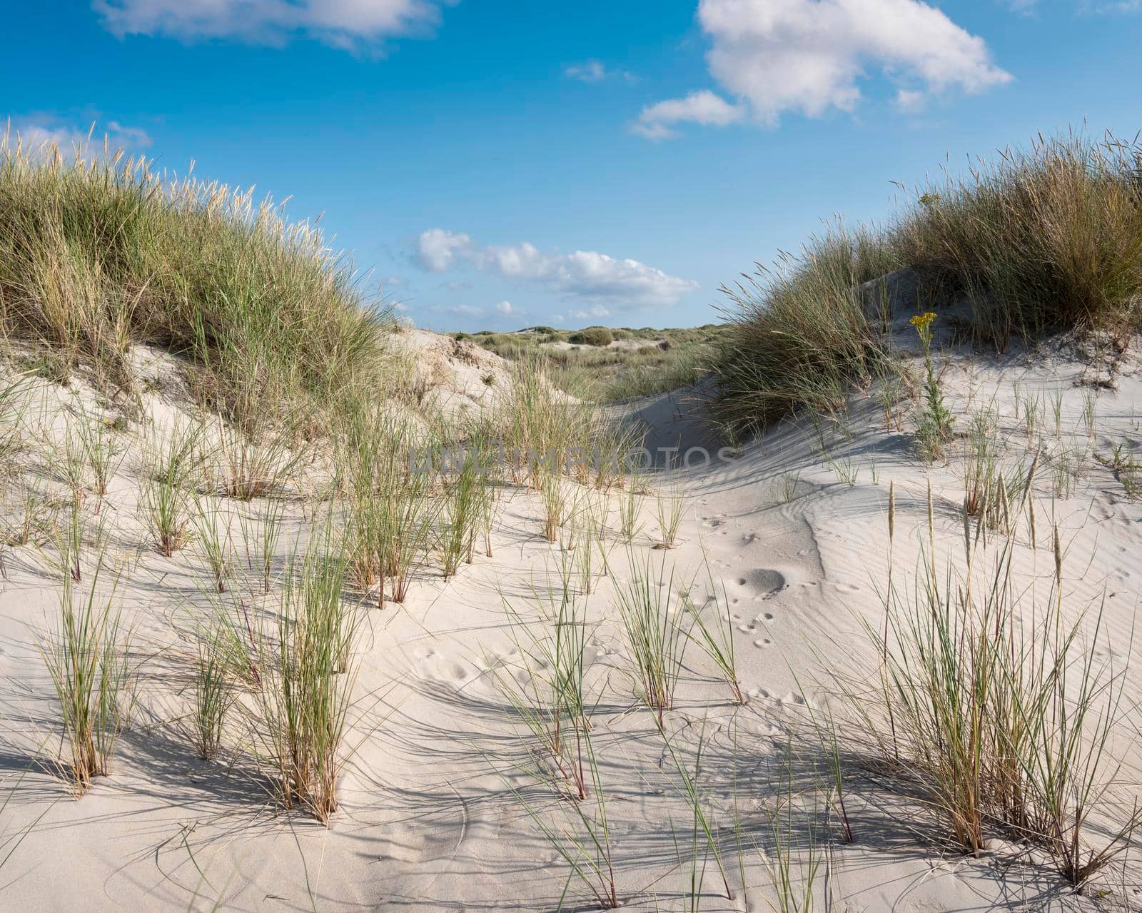 dutch wadden islands have many deserted sand dunes uinder blue summer sky in the netherlands by ahavelaar