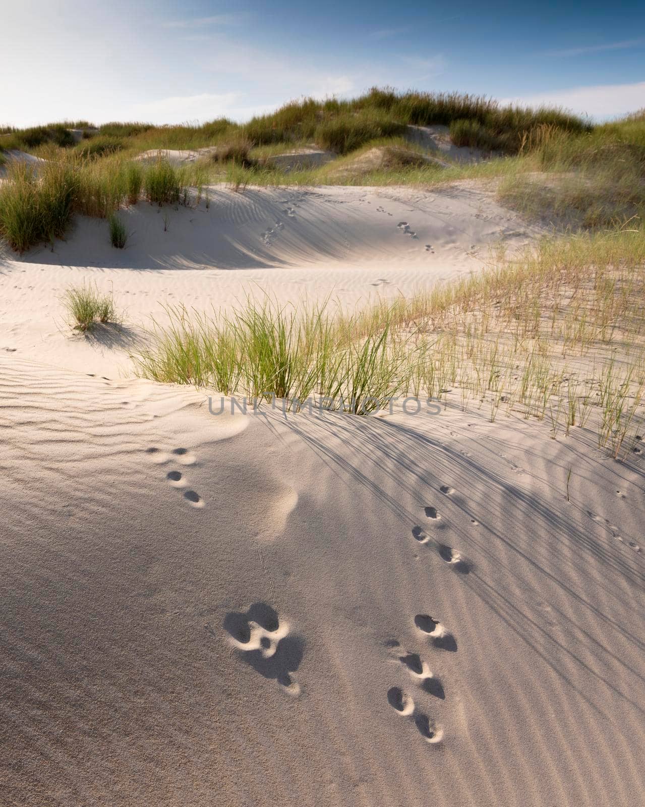 dutch wadden islands have many deserted sand dunes uinder blue summer sky in the netherlands