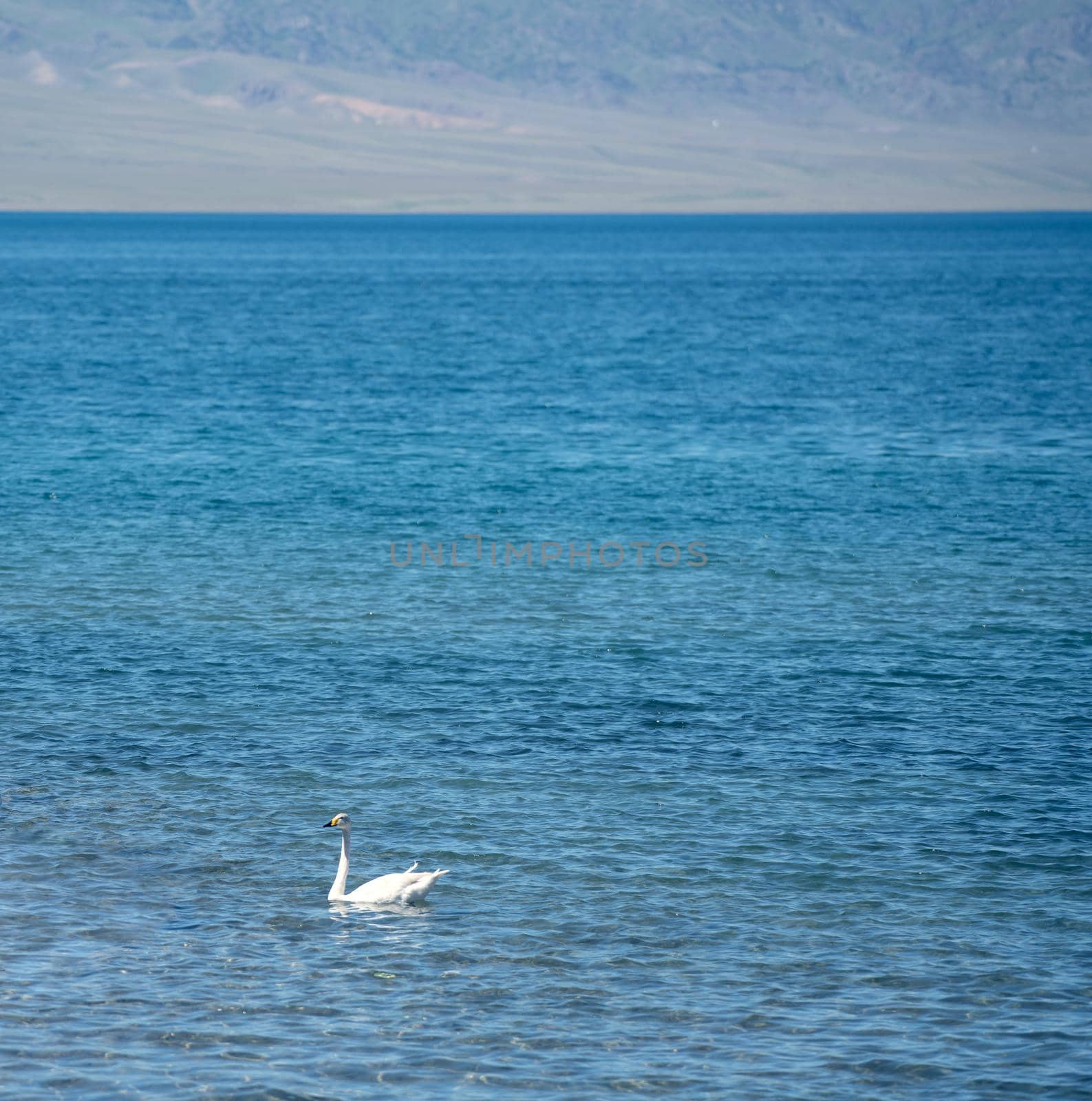 The swans were swimming on the calm lake. Shot in Sayram Lake, Xinjiang, China.