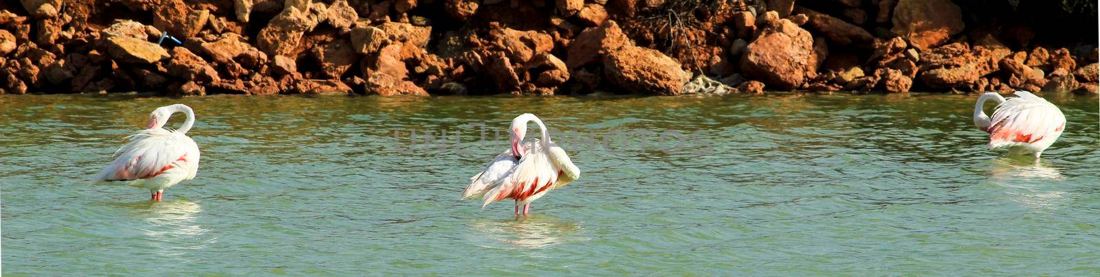 Beautiful flamingo in the Wetlands of San Pedro del Pinatar, Murcia province, on a sunny day of summer