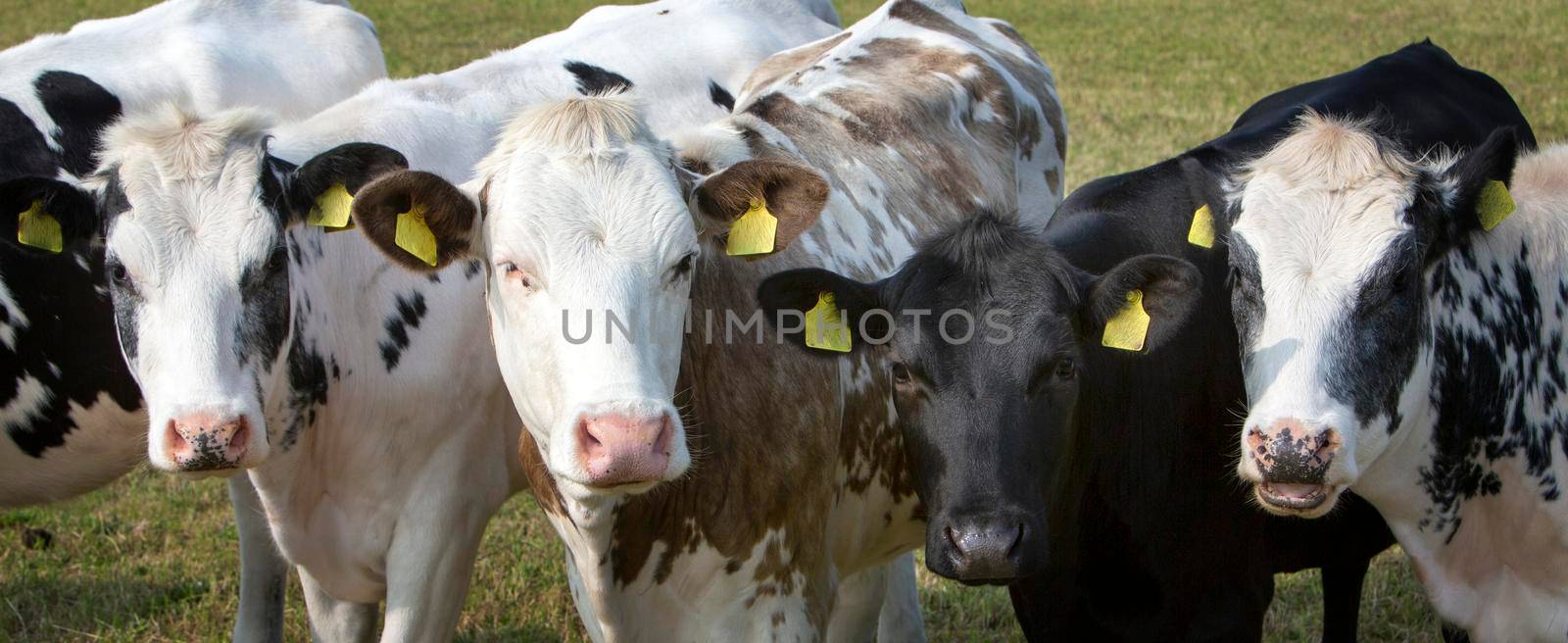 closeup of spotted calves in meadow by ahavelaar