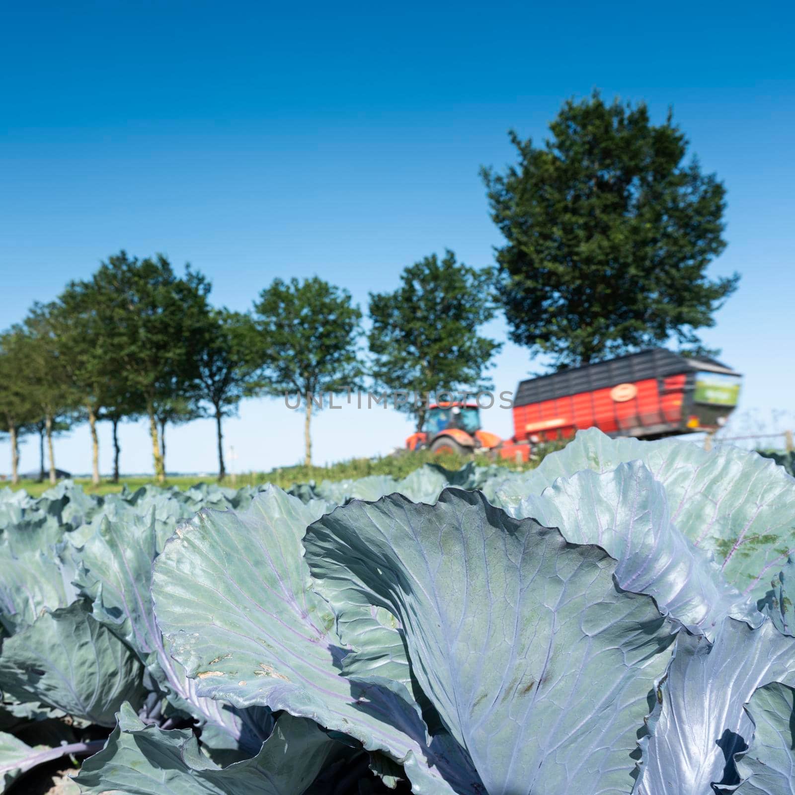 tractor and wagon pass red cabbage field under blue sky in dutch province of noord holland in the netherlands