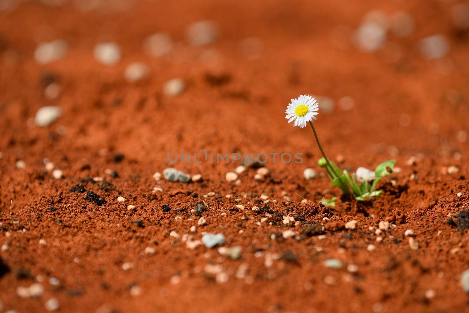 Blooming daisy plant surviving on red hot desert