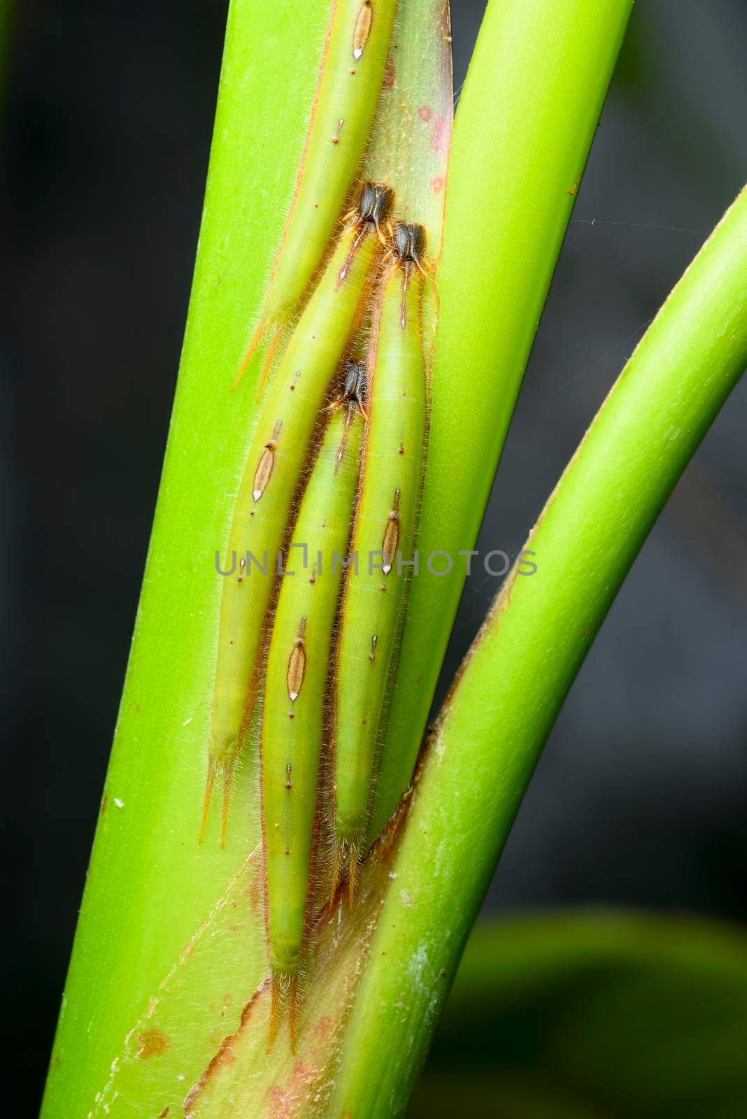Tropical caterpillars hiding along the center of a banana plant leaf to camouflage