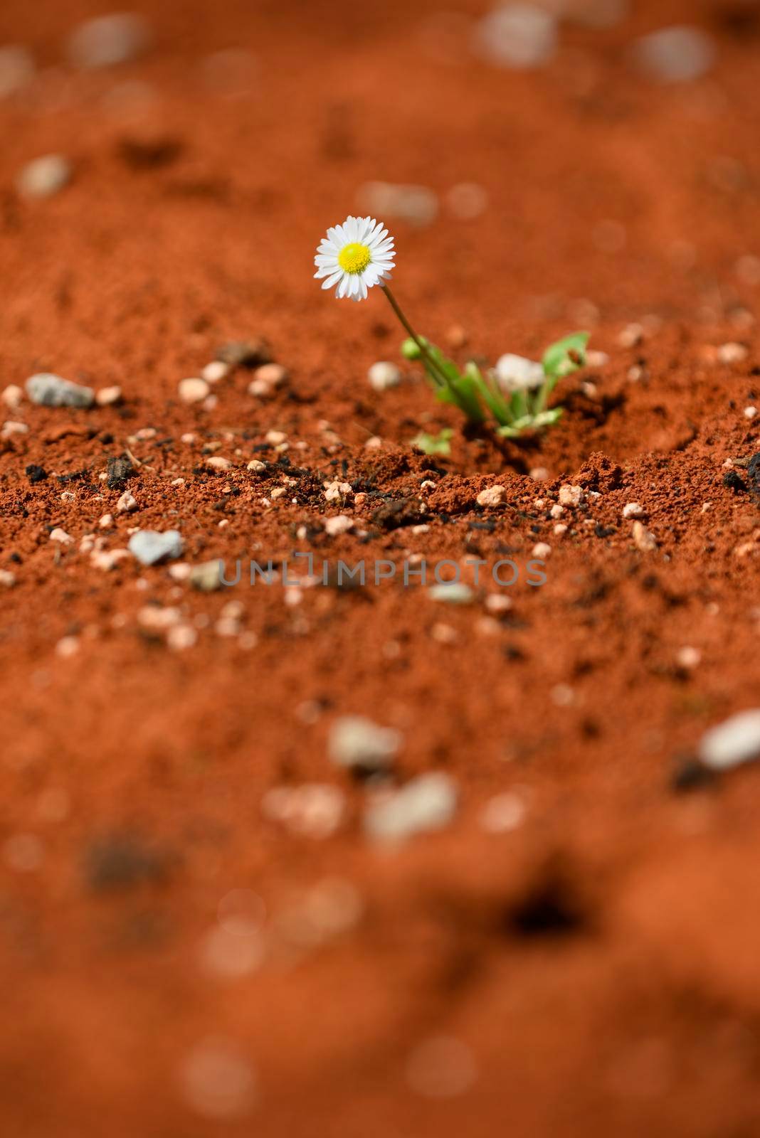 daisy plant surviving on red hot desert by AlessandroZocc