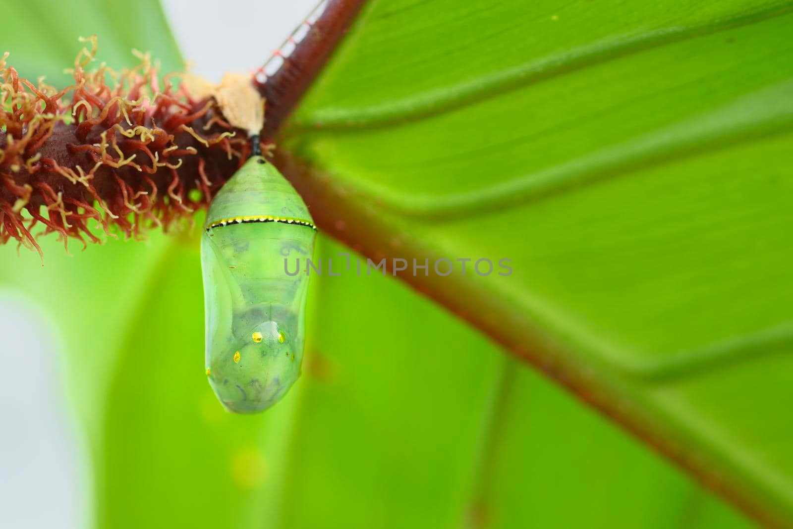 Tropical butterfly cocoons chrysalis, hanging from a leaf  by AlessandroZocc