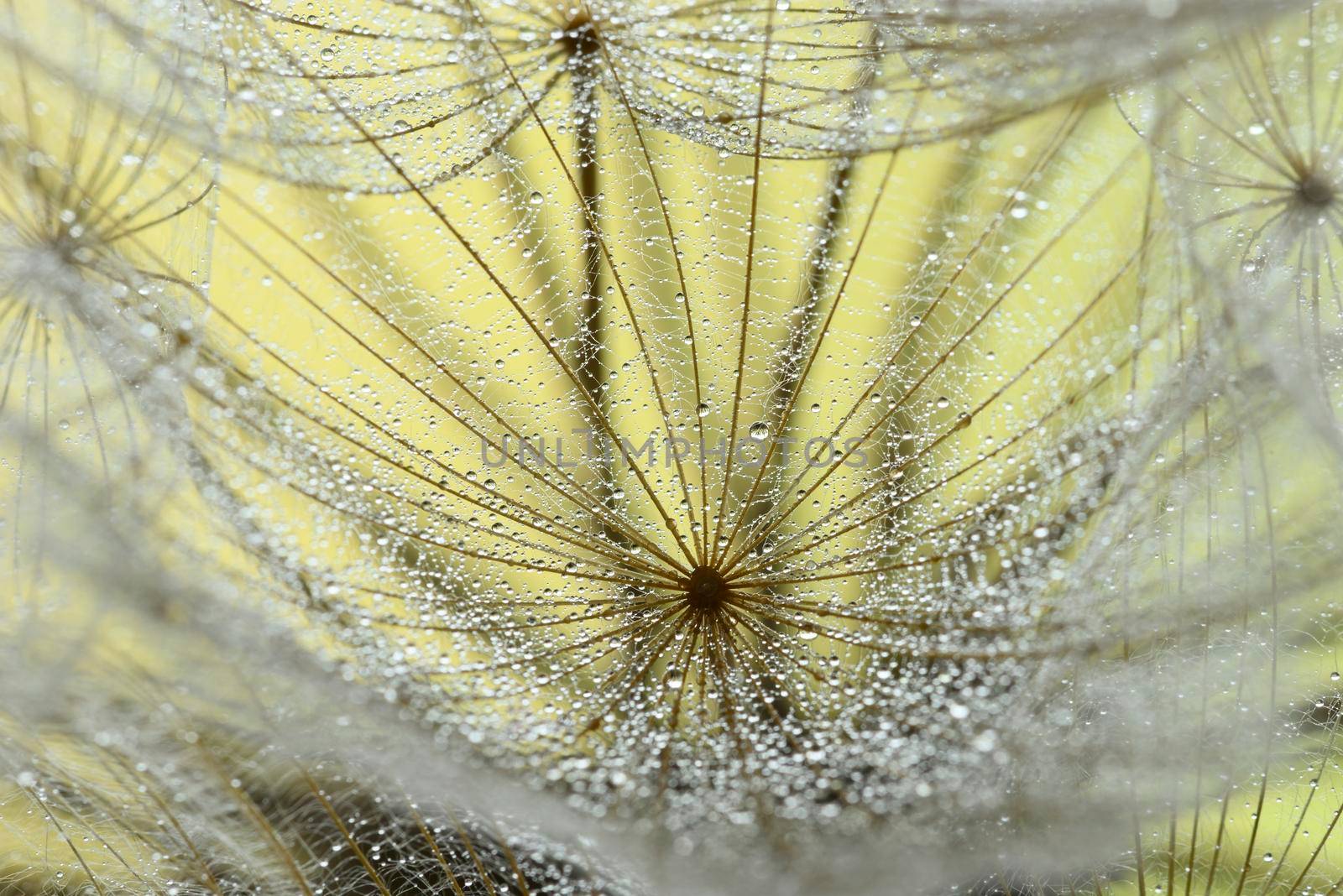 Winged seeds of dandelion head plant with dew drops by AlessandroZocc