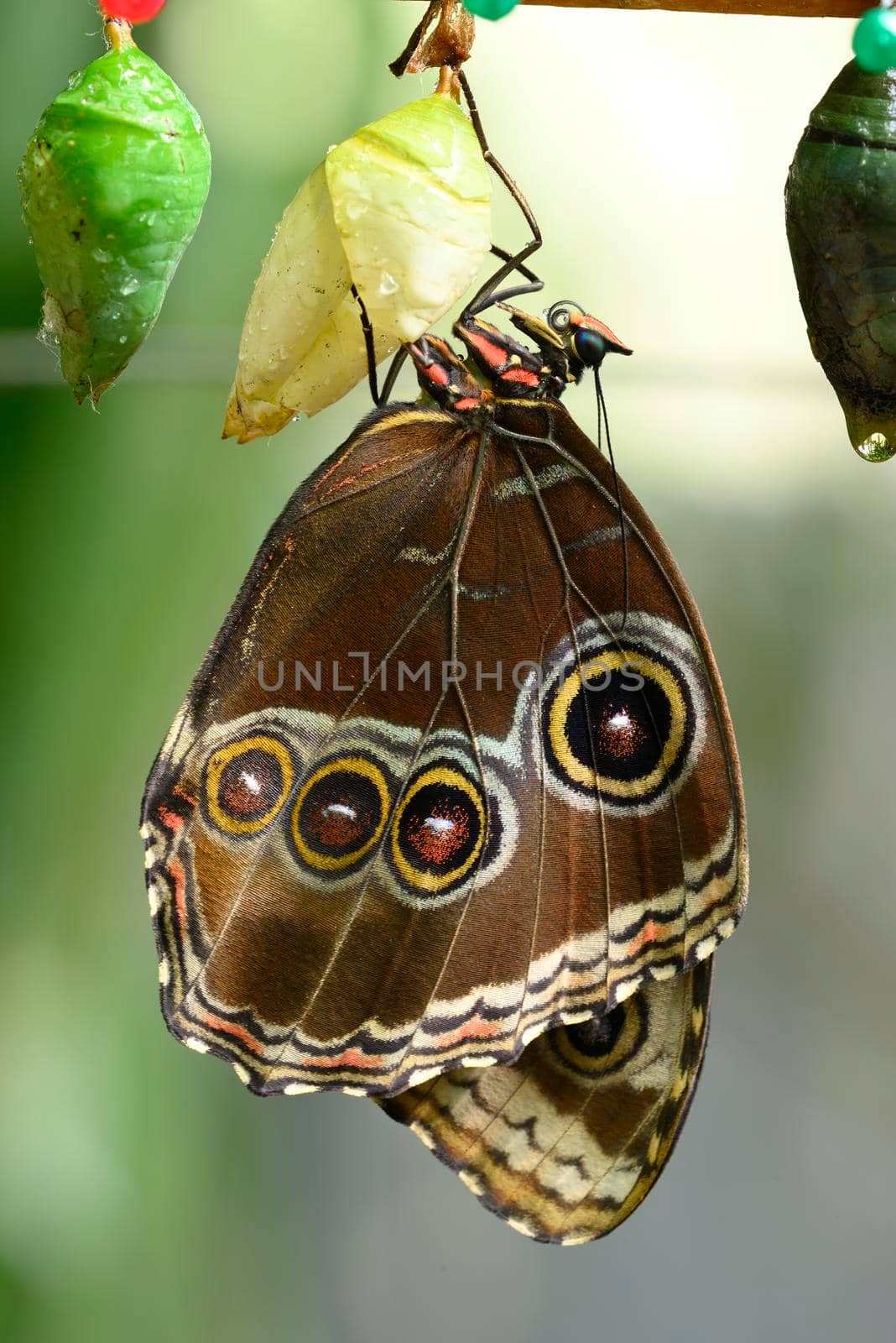 Close up of tropical Morpho butterfly coming out of chrysalis