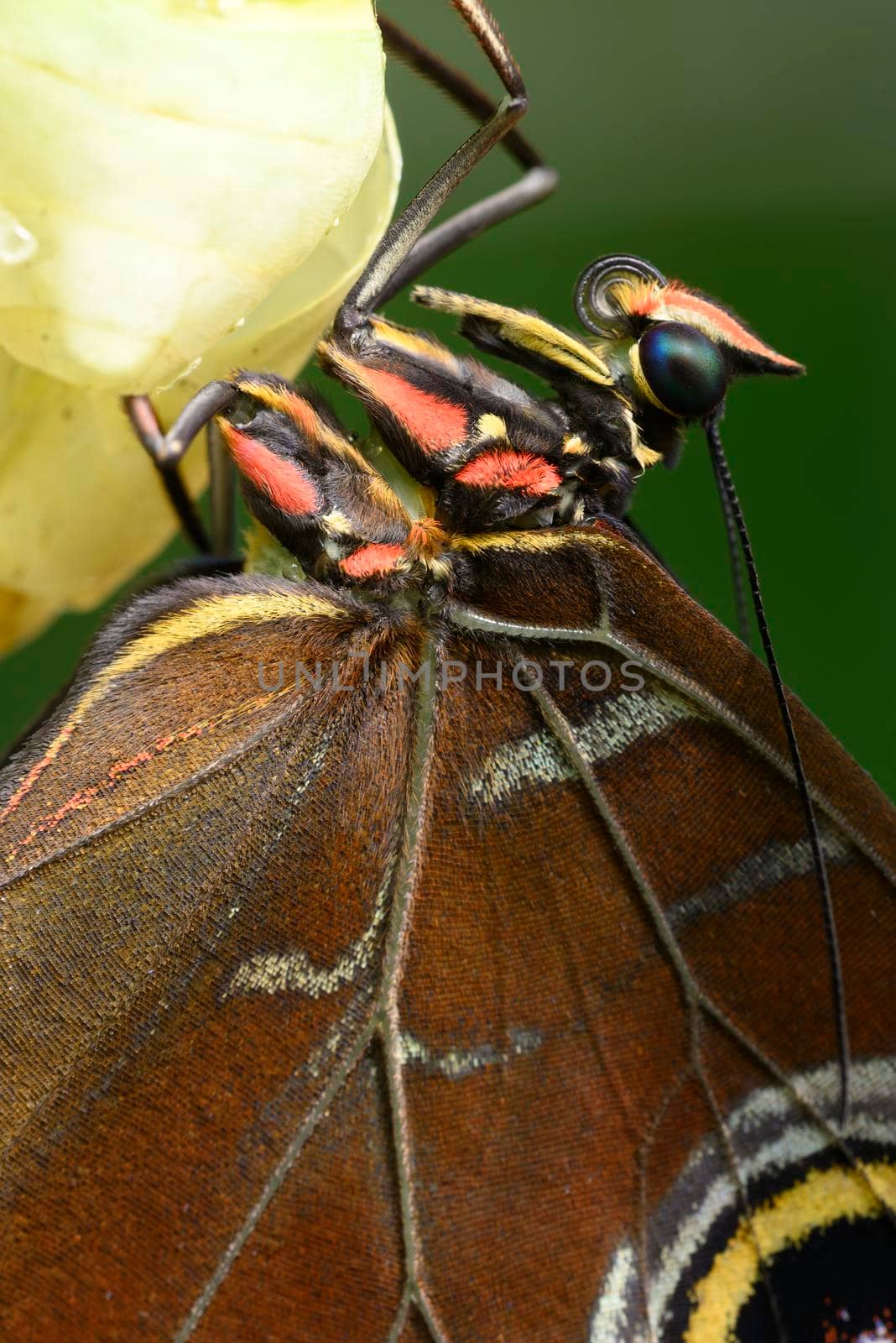 Close up of tropical Morpho butterfly coming out of chrysalis