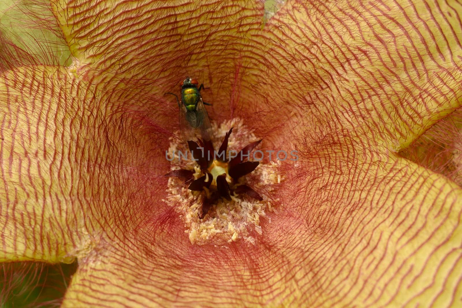Flower detail of Stapelia gigantea,  Zulu giant, carrion plant, toad plant with green flies laying eggs at its center.
