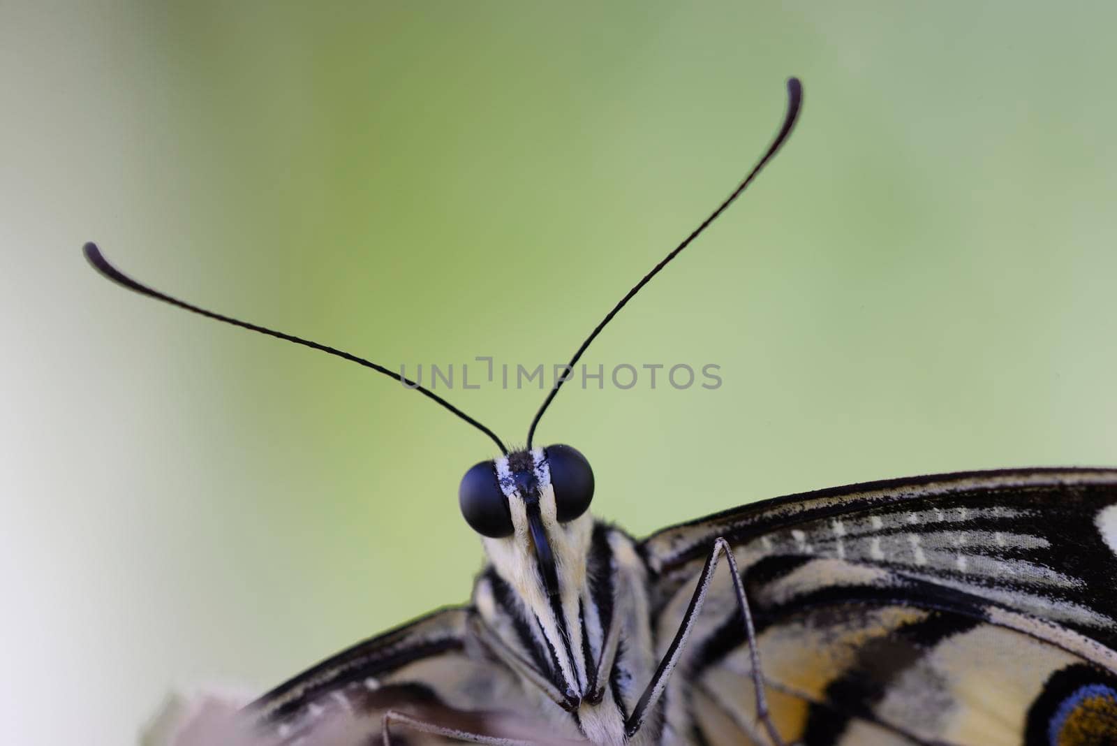 head, eyes and antennae of tropical butterfly by AlessandroZocc