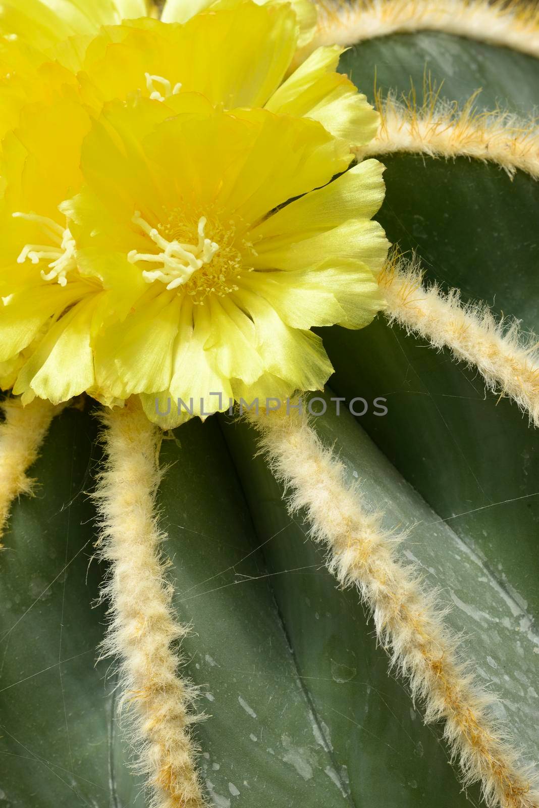Detail of Yellow flowers of succulent plant Parodia magnifica