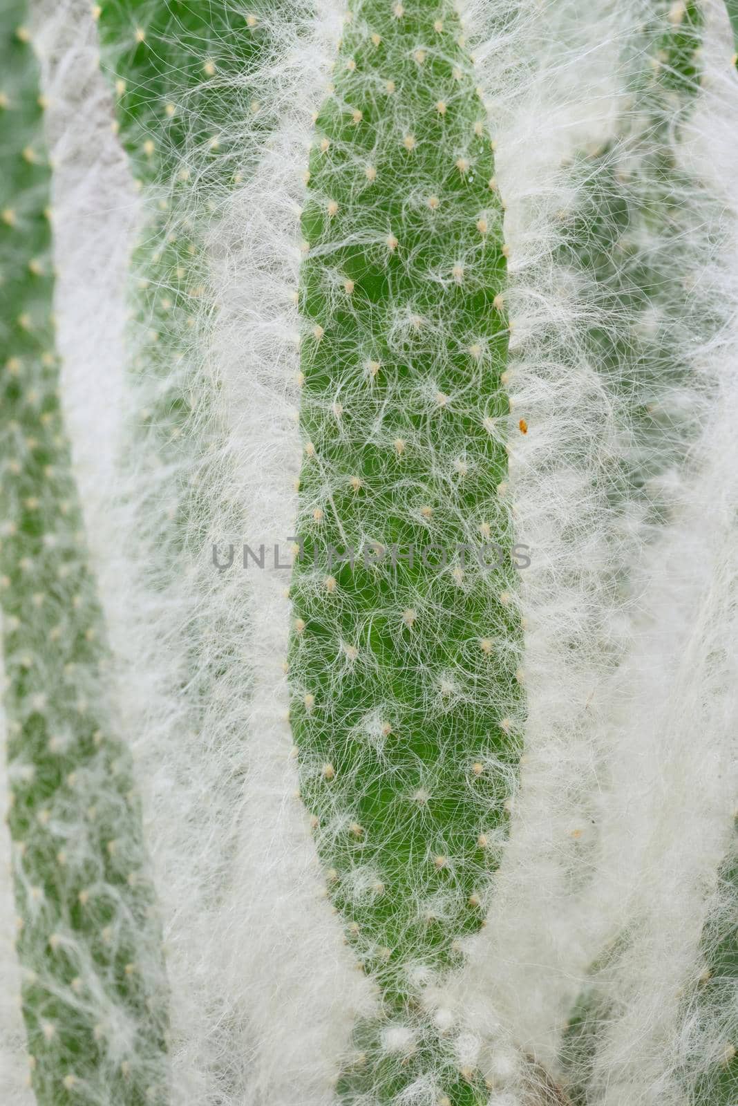 Detail of white hair on succulent plant for protection