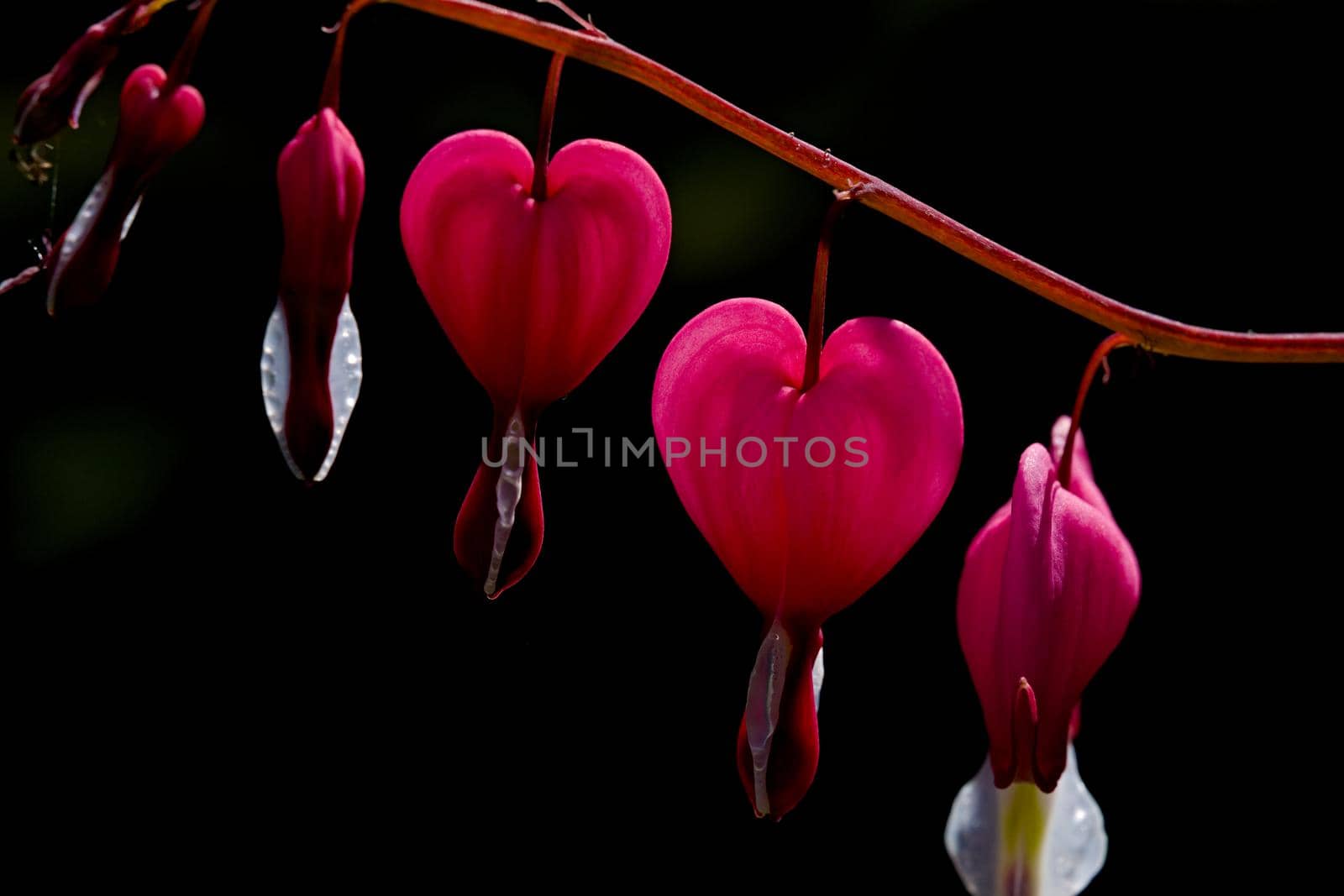 Pink bleeding-heart shaped flowers, macro close up, dark background by RhysL