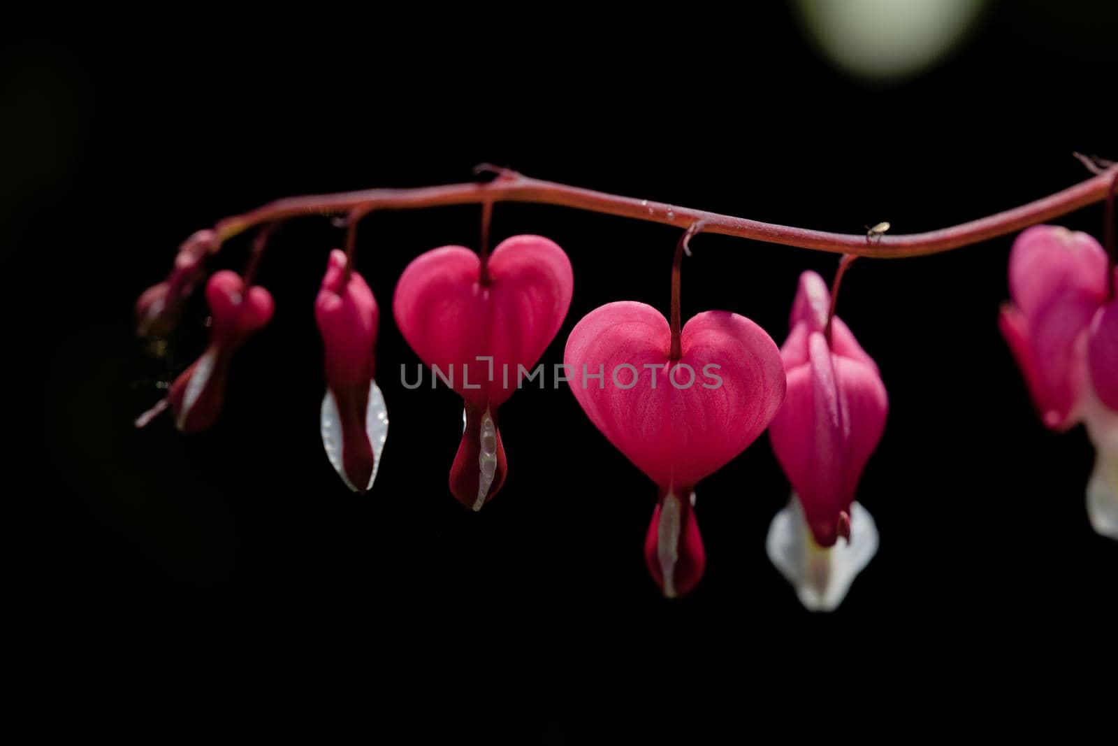 Vibrant pink heart heart shaped flowers, isolated on a black background. Perfect for love or valentines theme, with very detailed macro resolution.