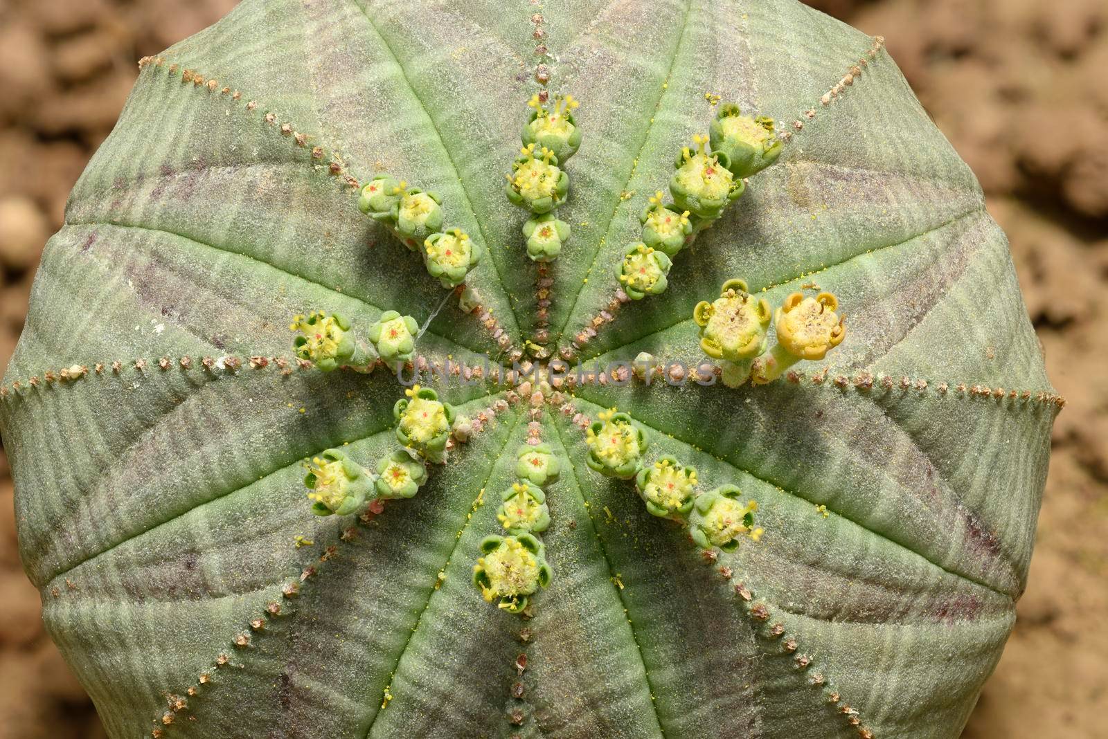 Baseball plant with flowers, Euphorbia obesa, subtropical succulent species from South Africa.