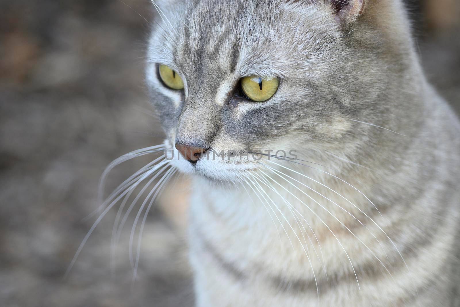 Grey, striped domestic cat looking curious  by AlessandroZocc