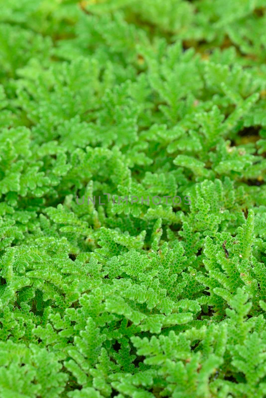 mosquito fern, fairy moss, freshwater aquatic Azolla. by AlessandroZocc