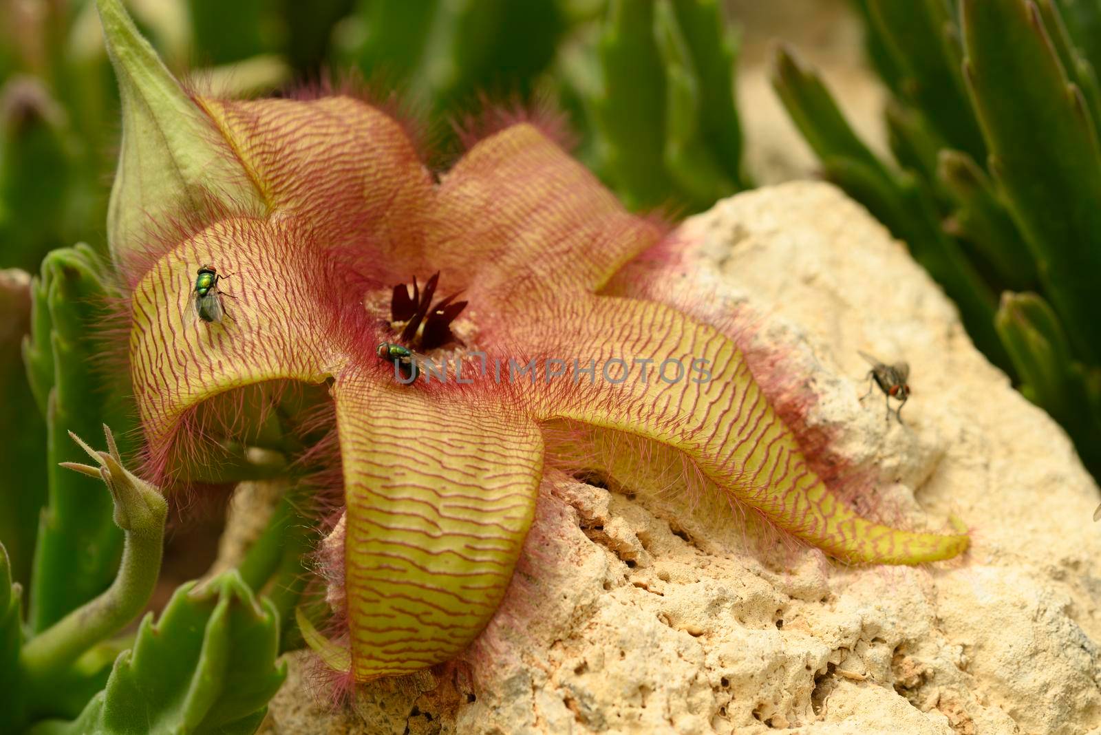 Flower detail of Stapelia gigantea,  carrion plant with green flies laying eggs at its center. by AlessandroZocc