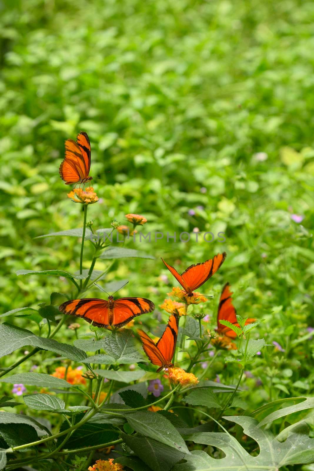 Orange tropical butterflies on green grass with flowers