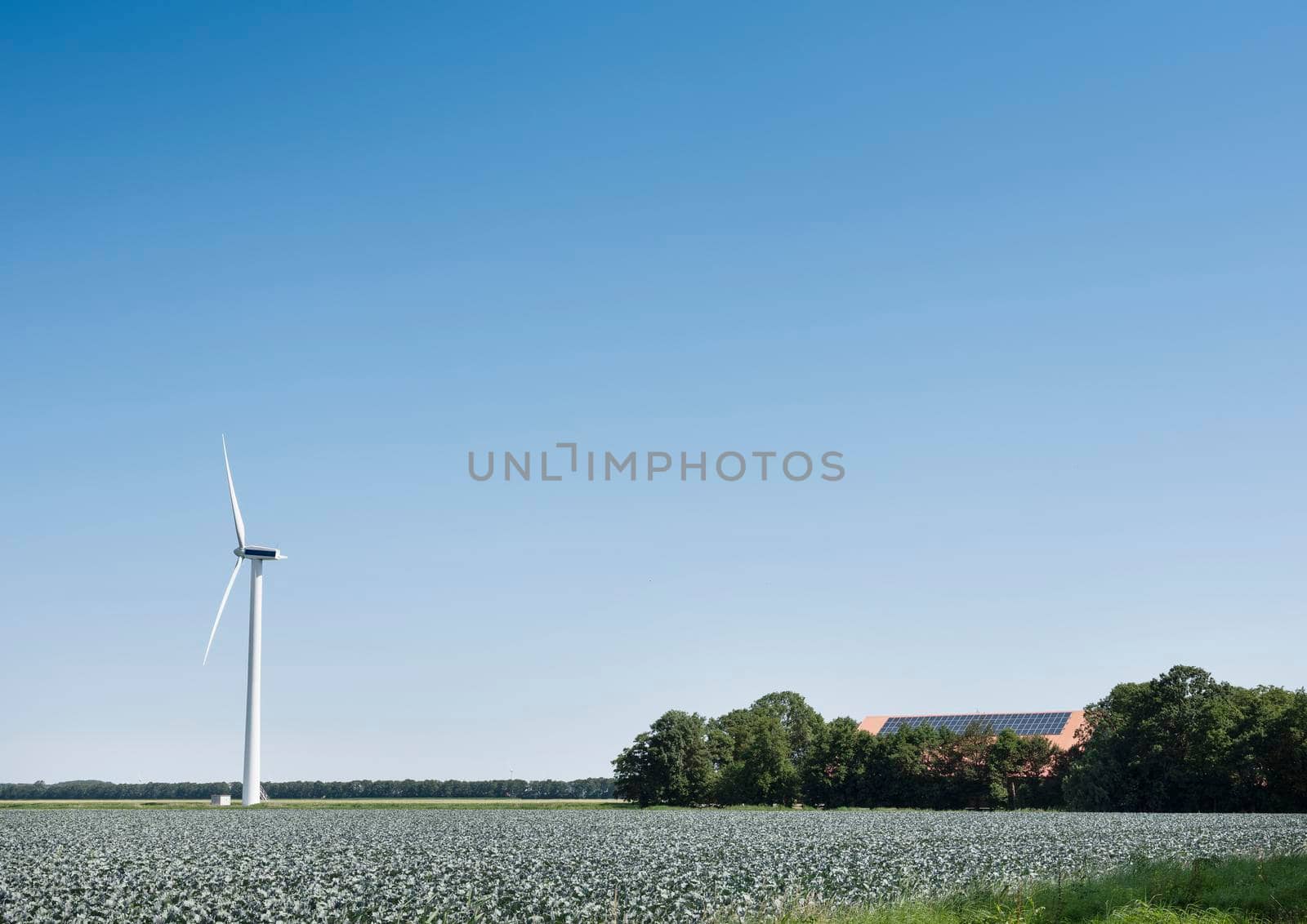 farm with solar panels and wind turbine near red cabbage field in dutch province of noord holland by ahavelaar