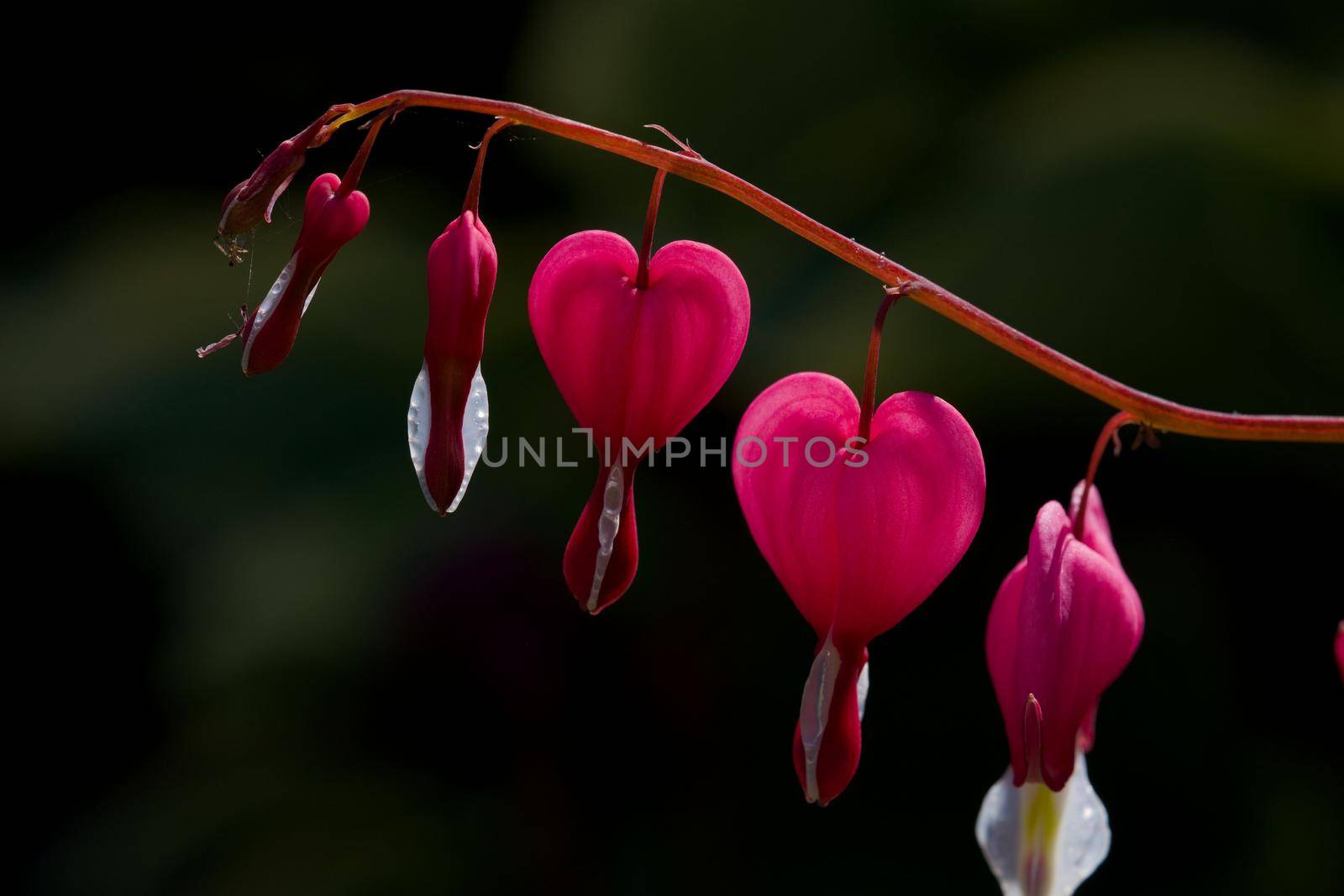 Delicate and beautiful end of a branch of bleeding-heart flowers. Formally known as Lamprocapnos spectabilis, the flowers' shape signify love