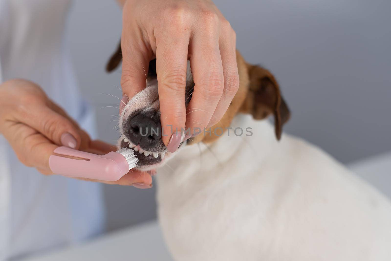 Woman veterinarian brushes the teeth of the dog jack russell terrier with a special brush putting it on her finger. by mrwed54
