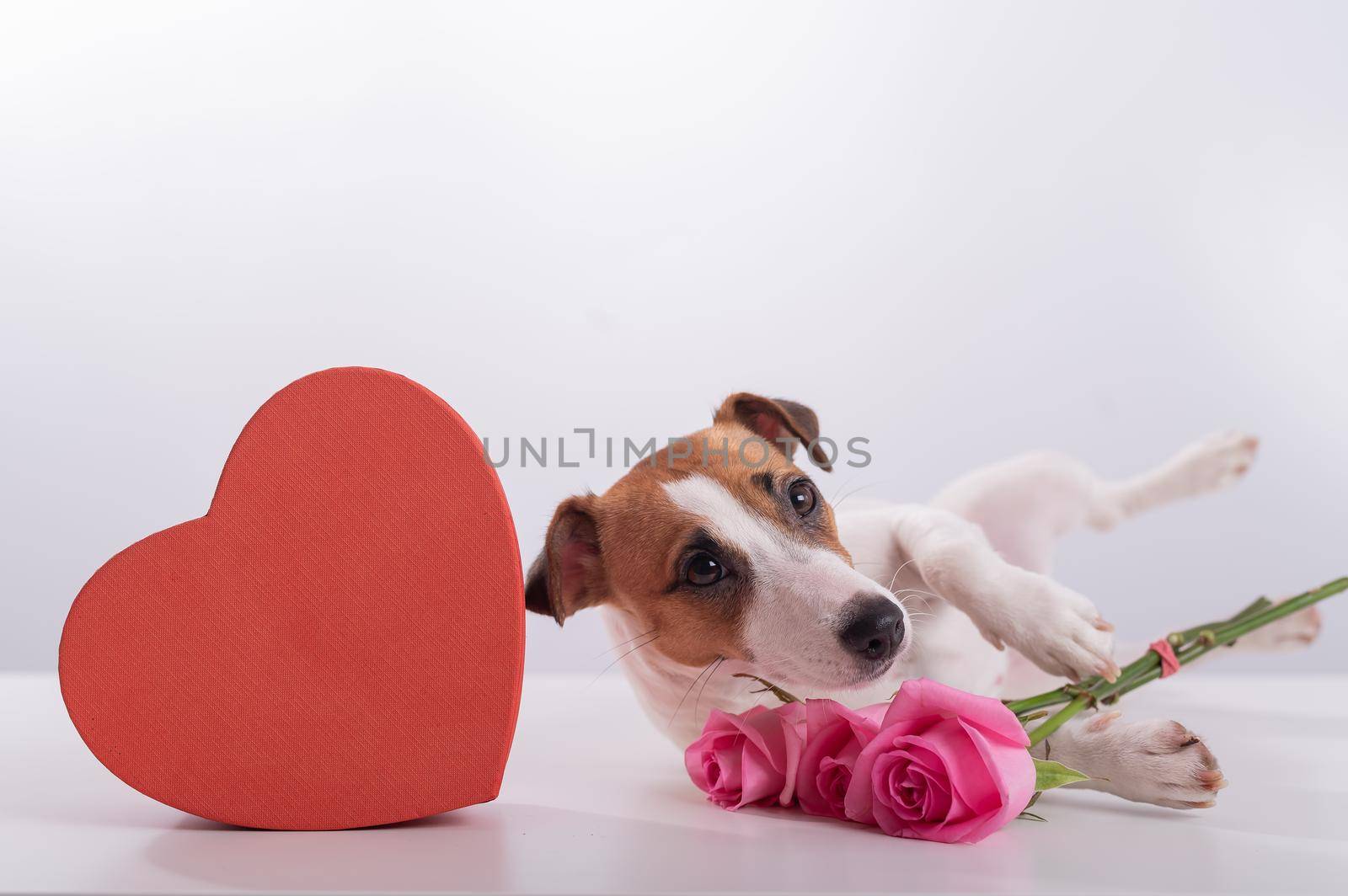 A cute dog lies next to a heart-shaped box and holds a bouquet of pink roses on a white background. Valentine's day gift.
