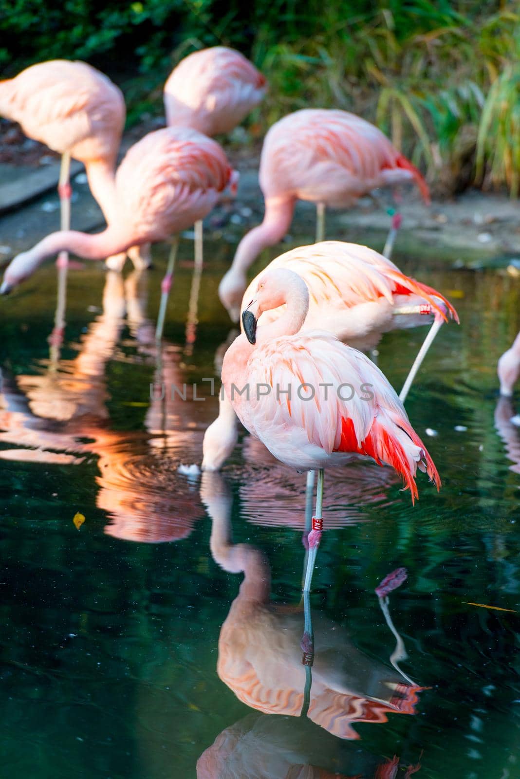A flock of pink flamingos in the pond