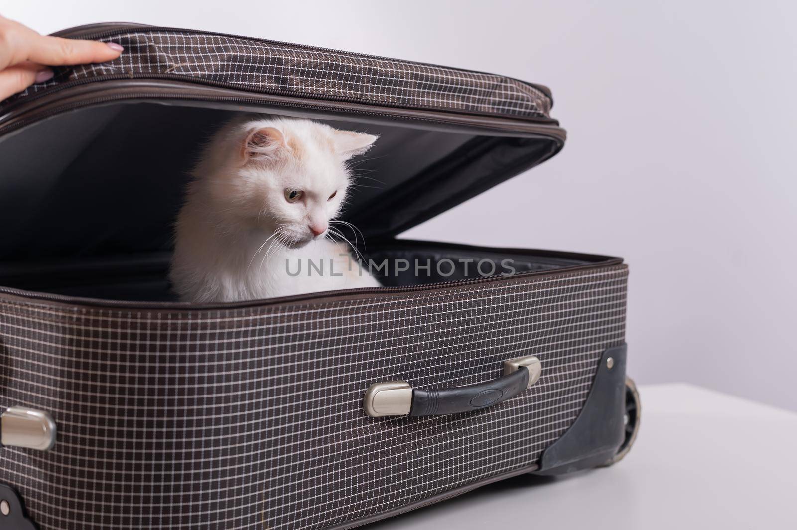 A white cat looks out of a checkered suitcase.
