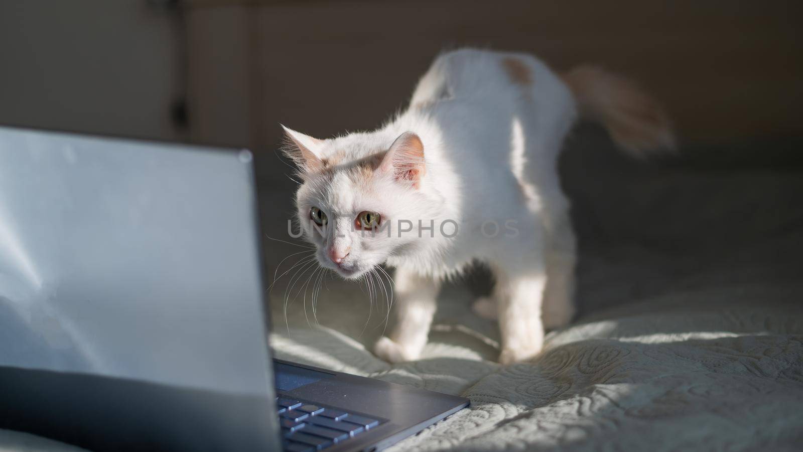 White cat sits at a laptop on the bed. by mrwed54