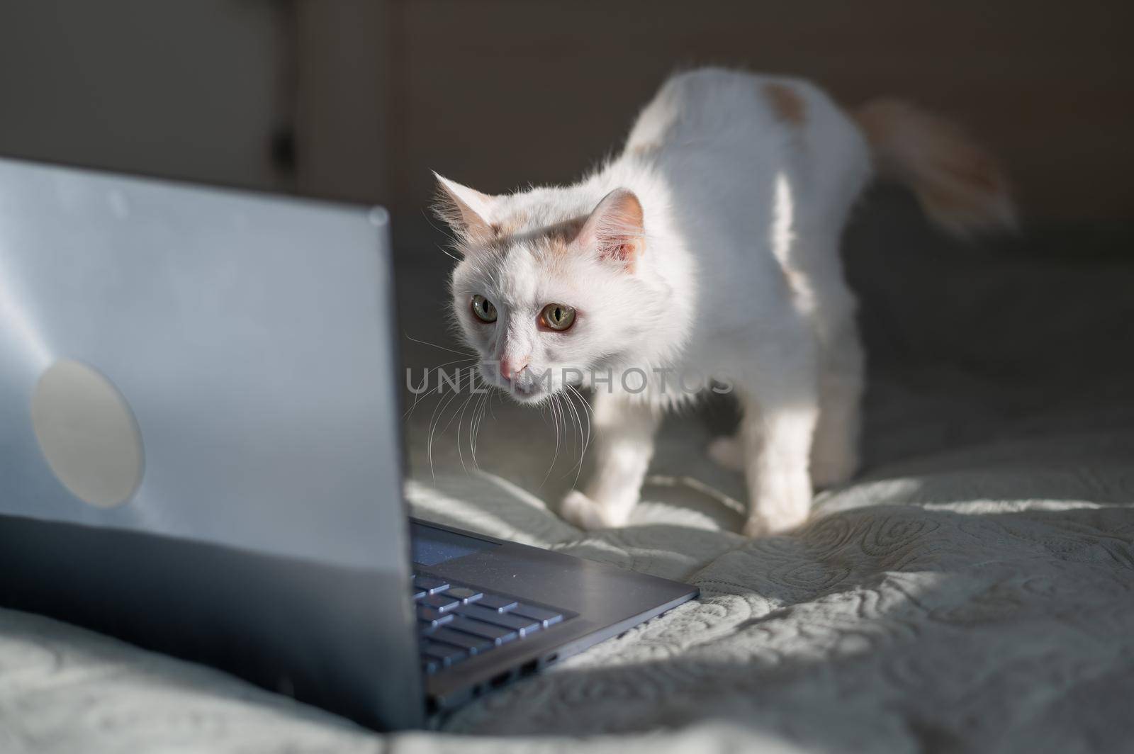 White cat sits at a laptop on the bed