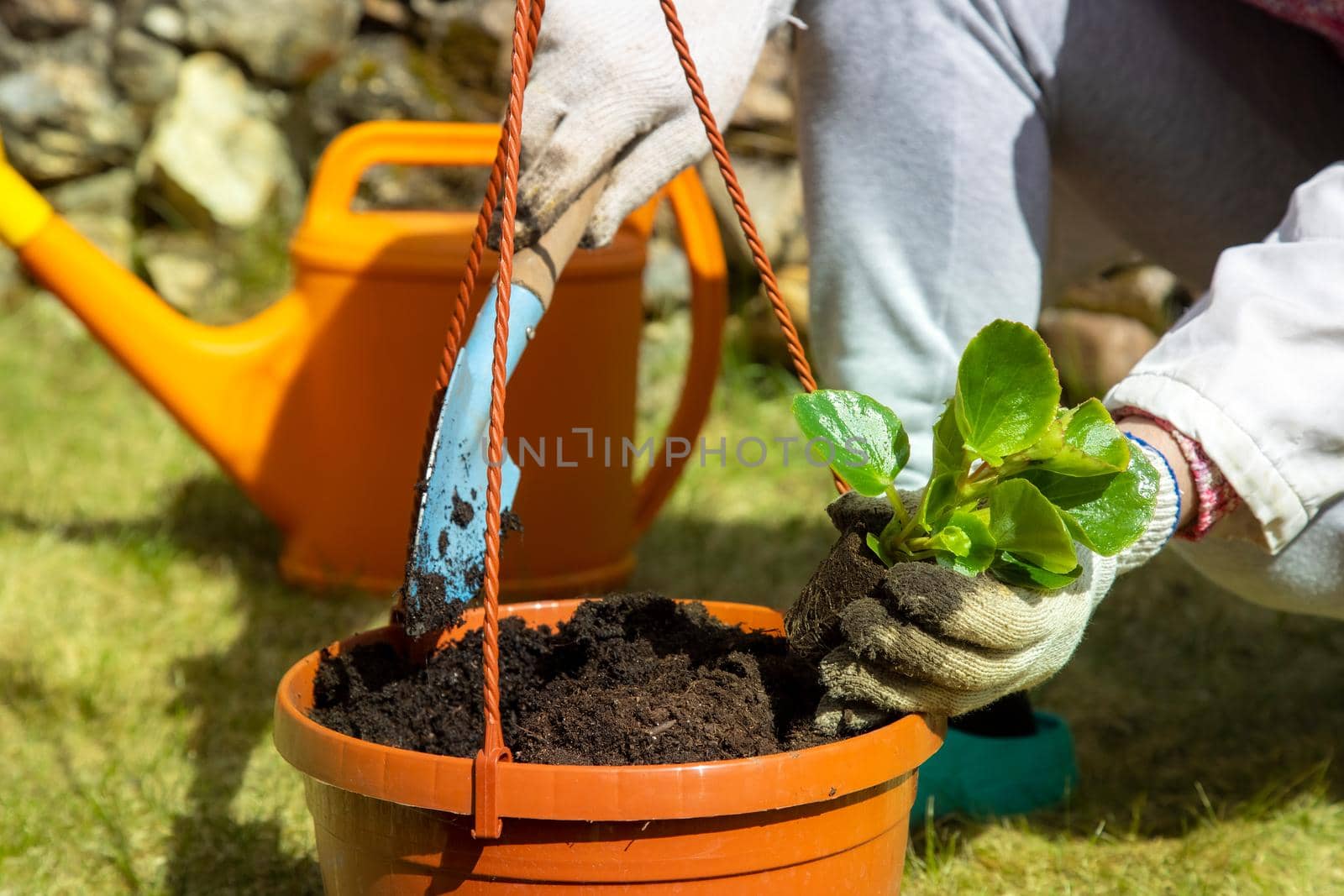 close-up of a gardener's hand in household gloves planting a flower in a pot sunny day