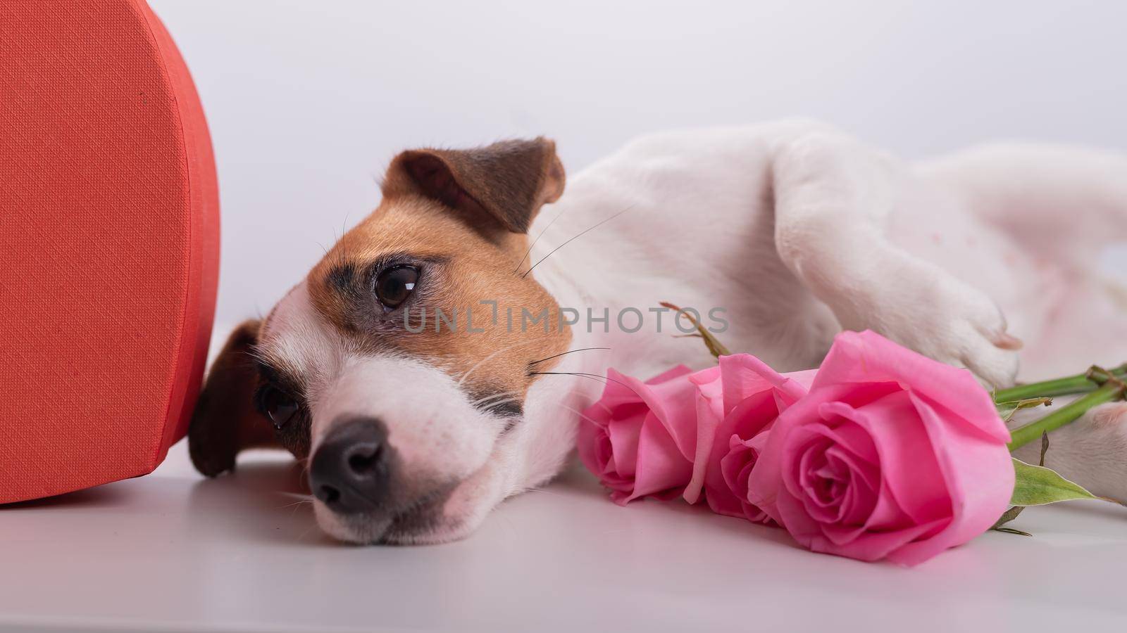 A cute dog lies next to a heart-shaped box and holds a bouquet of pink roses on a white background. Valentine's day gift.