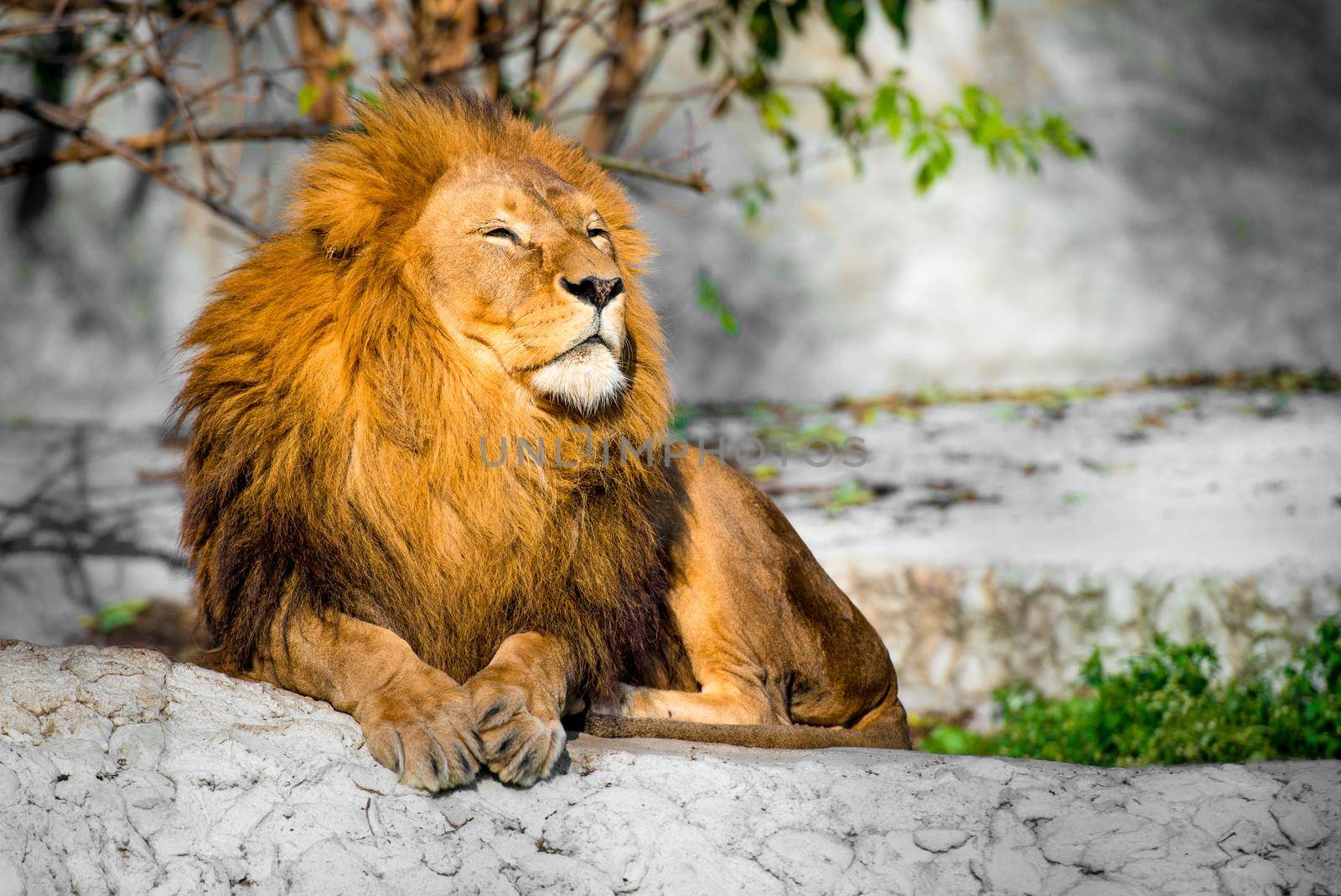 large lion lying on a stone in the park