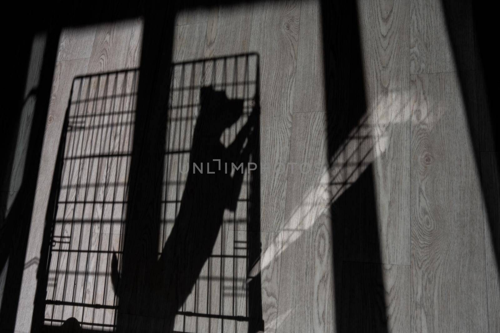 Shadow of a sad dog jack russell terrier in a cage