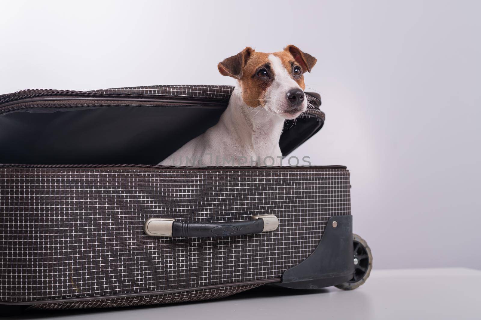 The dog is hiding in a suitcase on a white background. Jack Russell Terrier peeks out of his luggage bag.