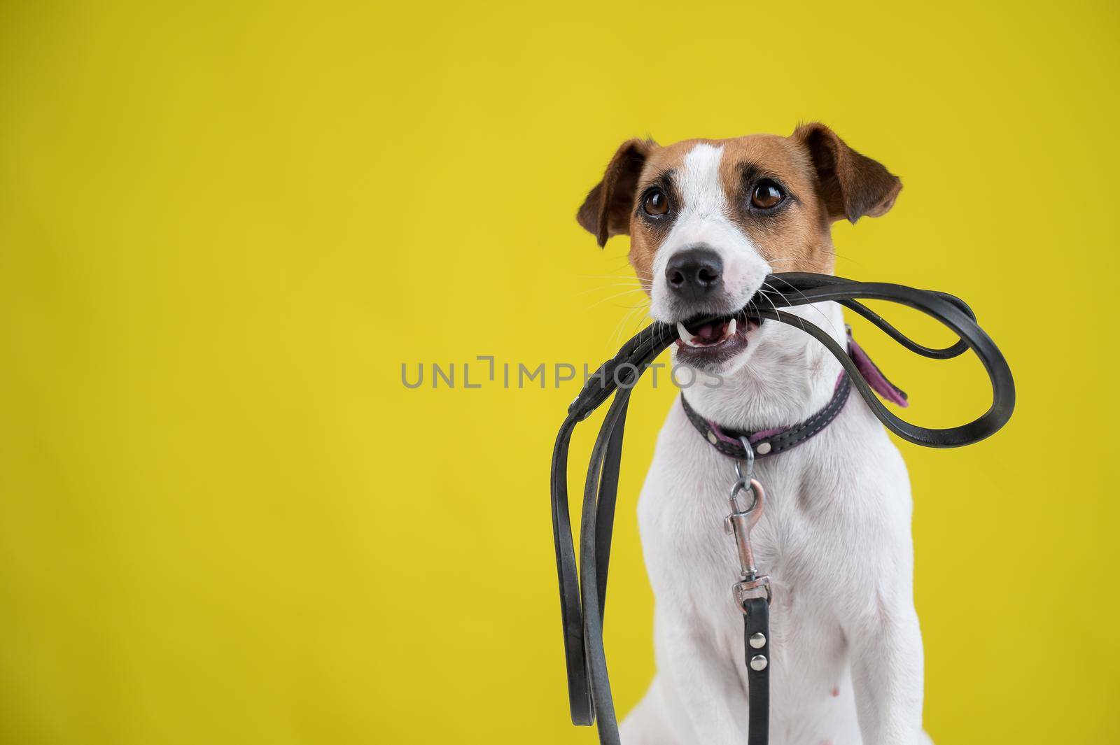 The dog is holding a leash on a yellow background. Jack Russell Terrier calls the owner for a walk. by mrwed54