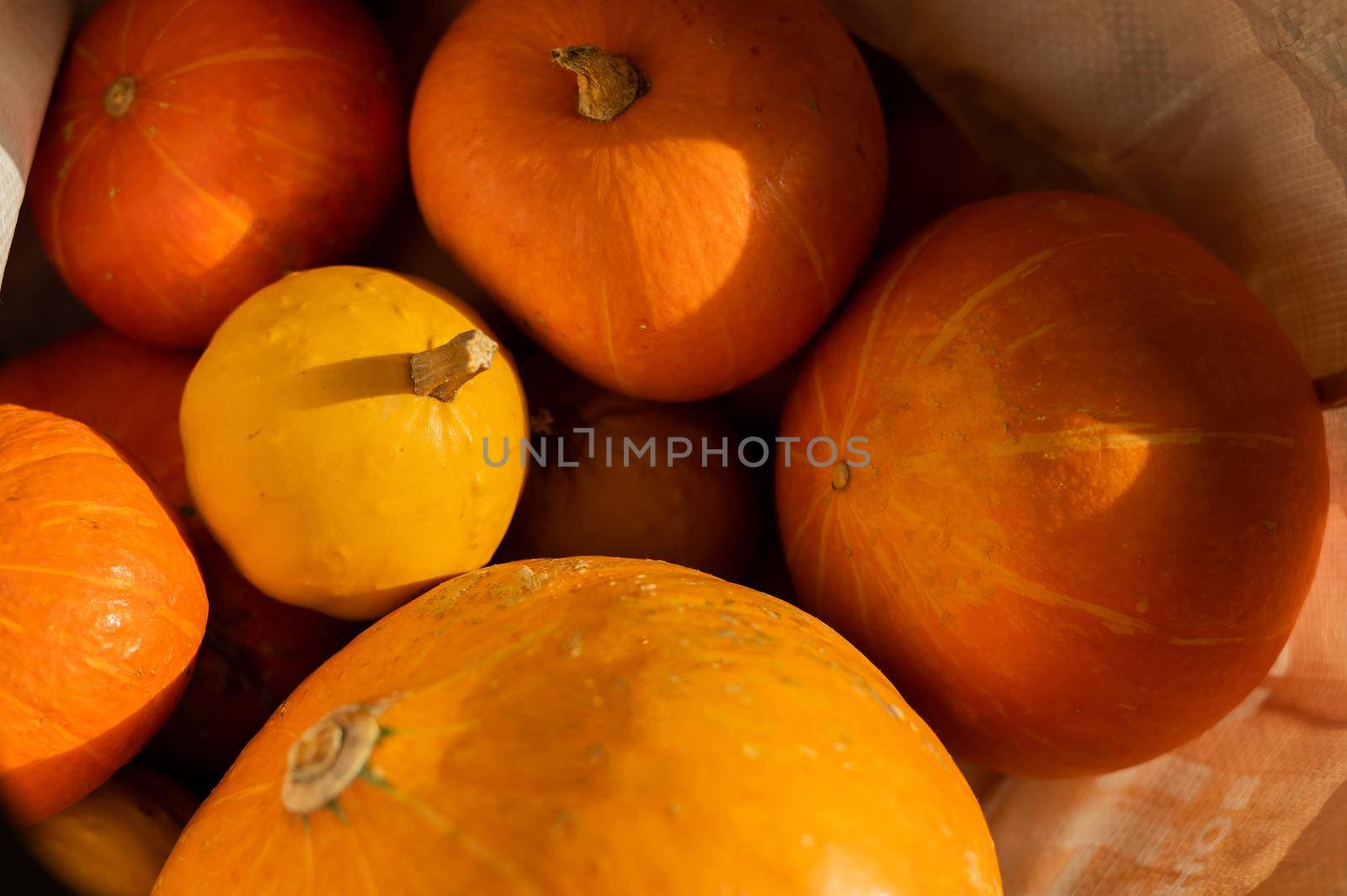 Several ripe pumpkins for Halloween. Autumn harvest