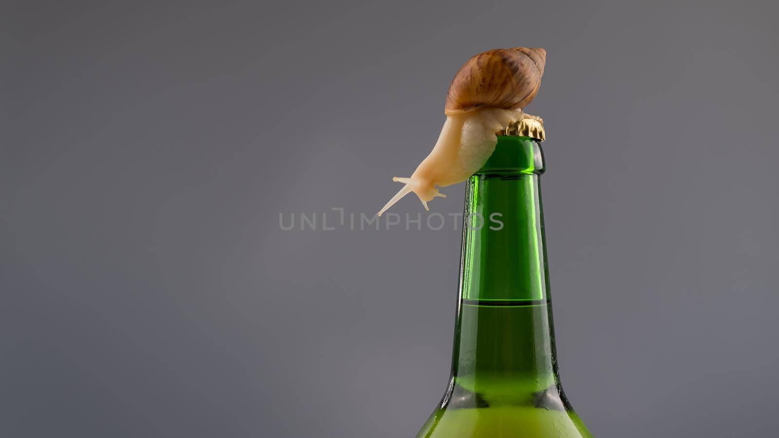 Close-up of a snail crawling on a glass bottle of beer in the studio