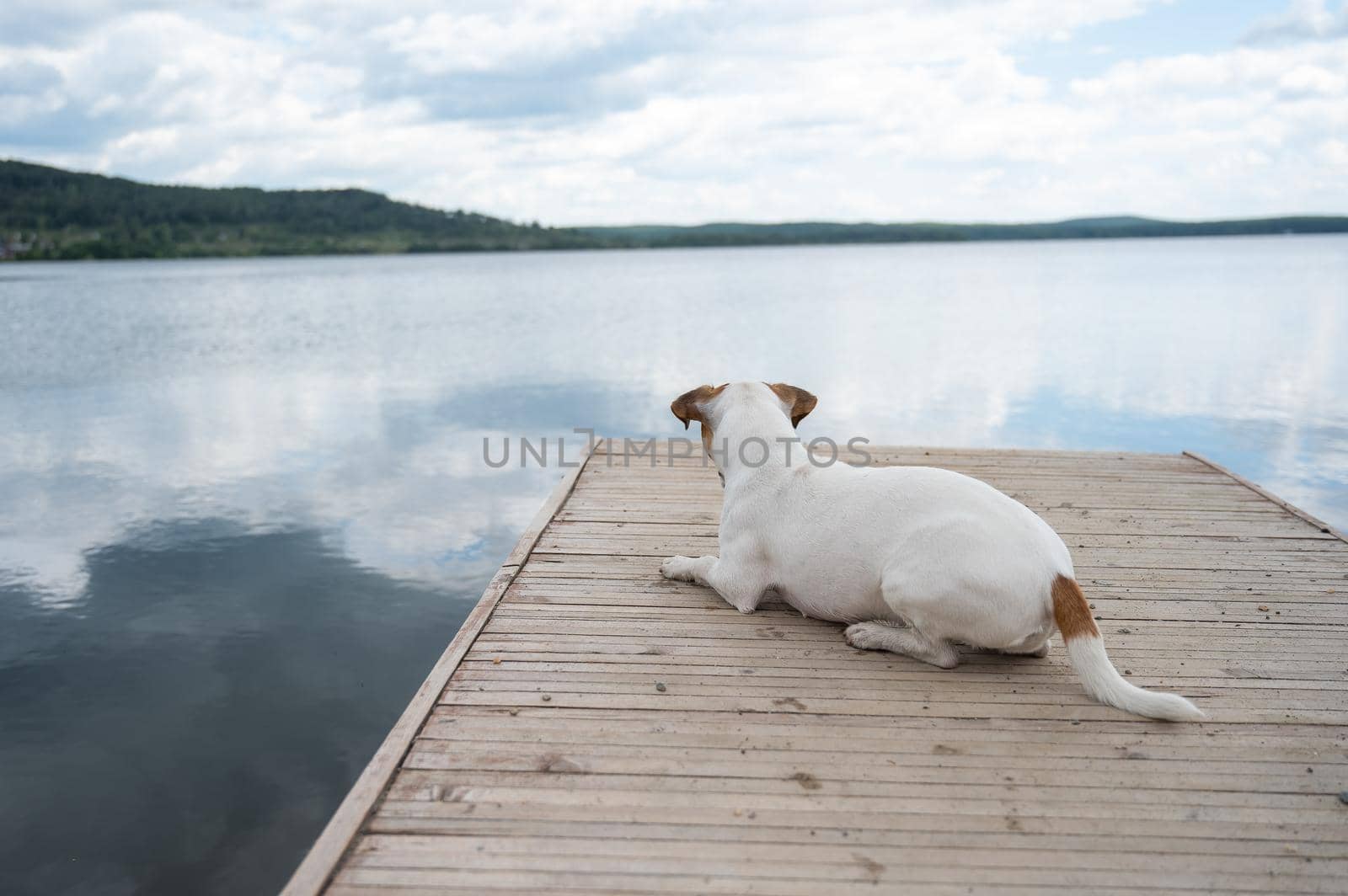 Sad dog jack russell terrier sits alone on the pier by the lake. by mrwed54