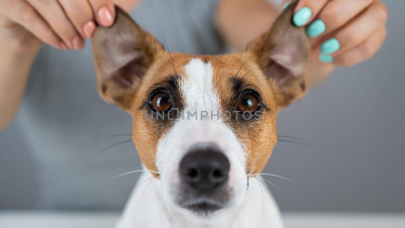 The woman holds the ears of the dog Jack Russell Terrier and pulls it in different directions by mrwed54