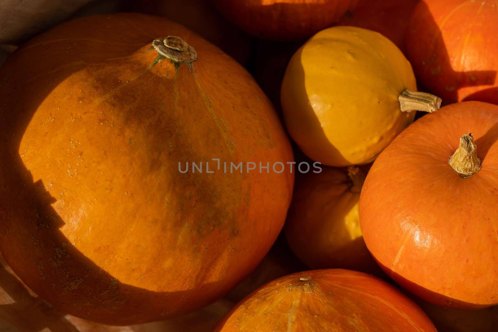 Several ripe pumpkins for Halloween. Autumn harvest. by mrwed54